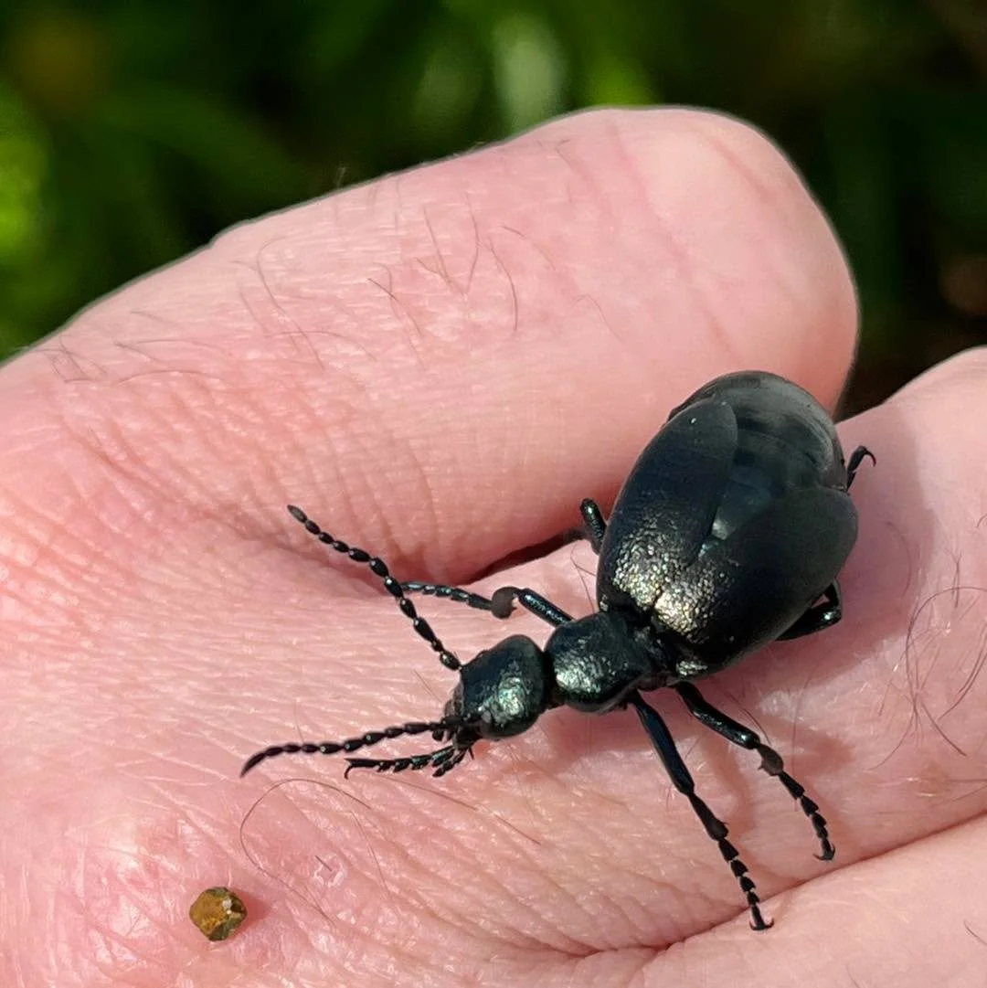 Check out this beauty we came across yesterday! It&rsquo;s an Oil beetle, so called as they exude an irritating oil from their leg joints when threatened. 

Did you know they have an extraordinary life cycle? 
The female digs a burrow and lays thousa