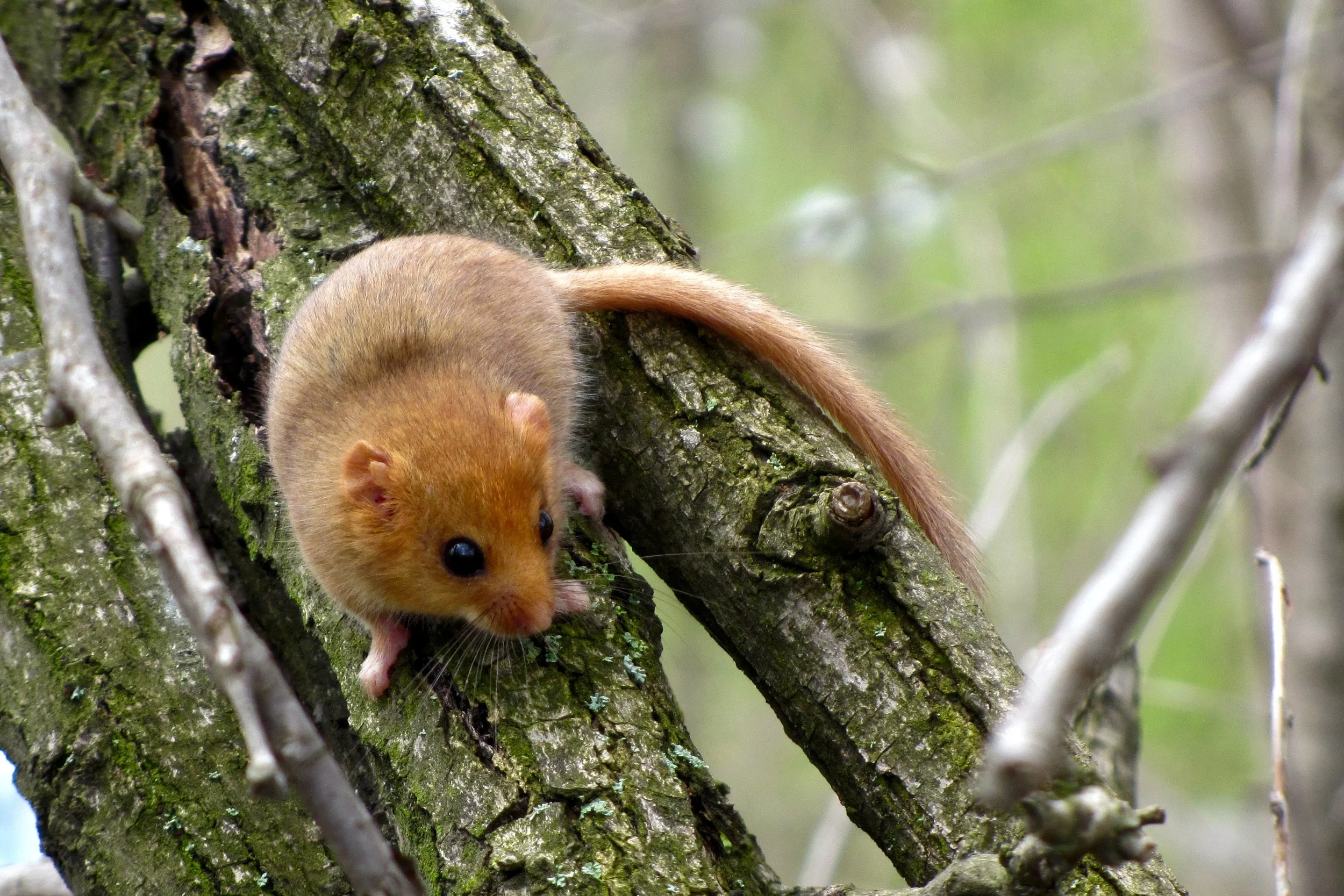 A hazel dormouse climbing on a tree trunk covered in moss and lichen, with a blurred background of green foliage.