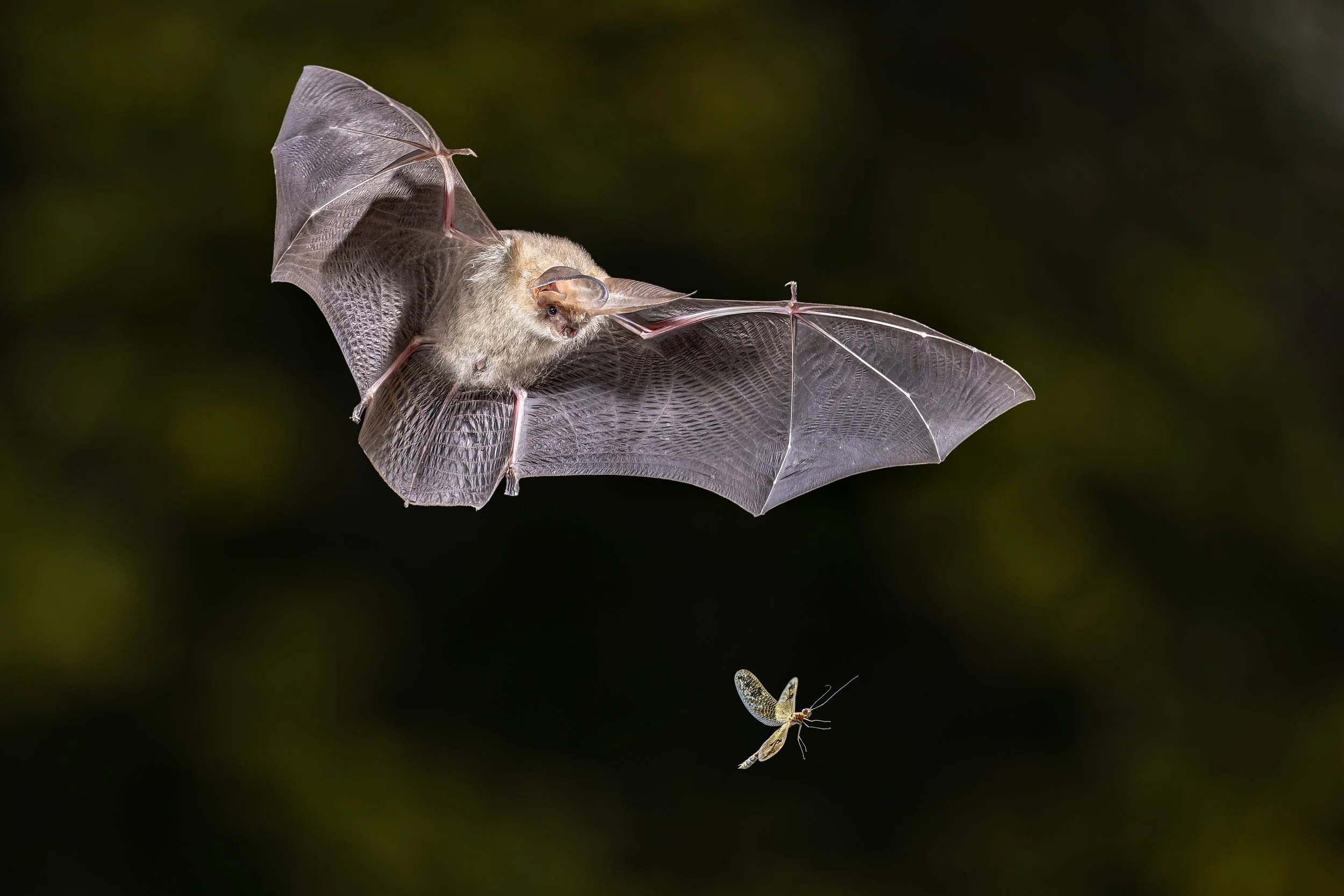 A bat flying in the dark about to catch a moth.