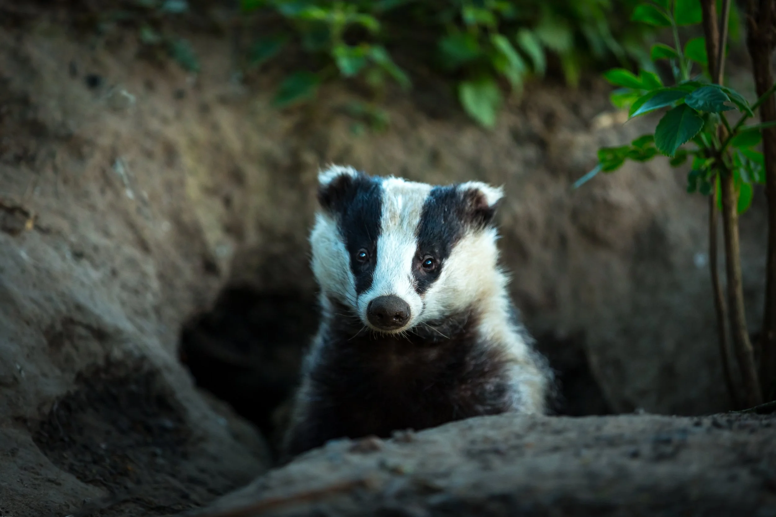 A small badger emerges from the sett among dirt and green plants.