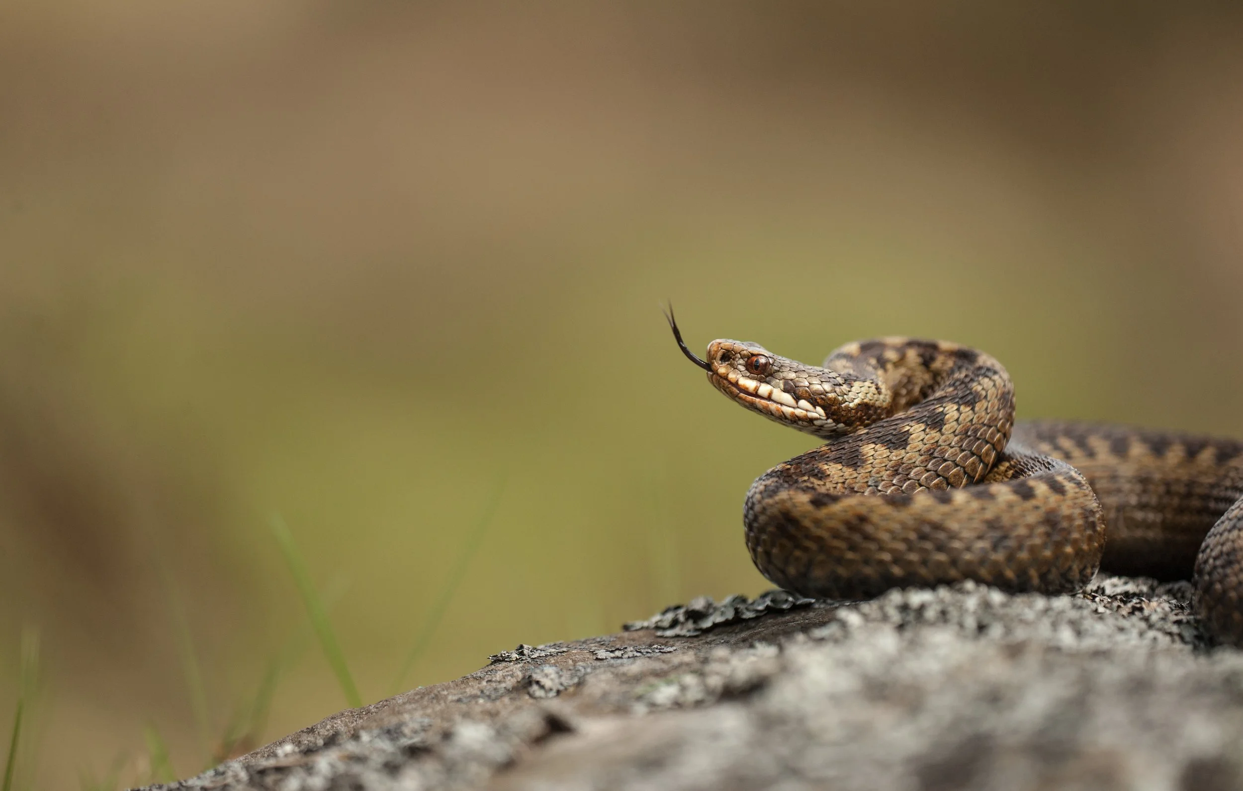 Close-up of an adder with its tongue flicking out, resting on a textured log with a blurred natural background.
