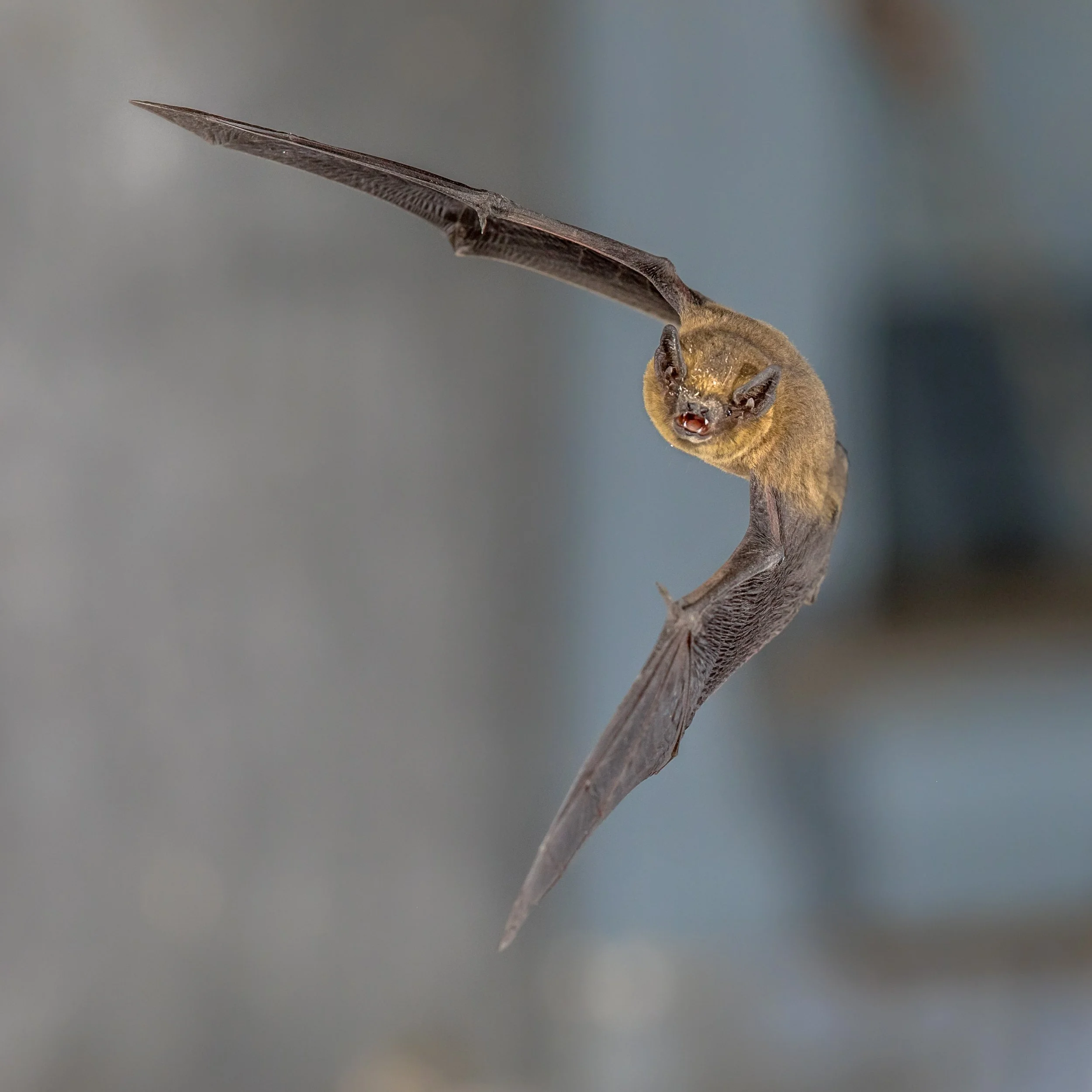 A bat on the wing in daytime.