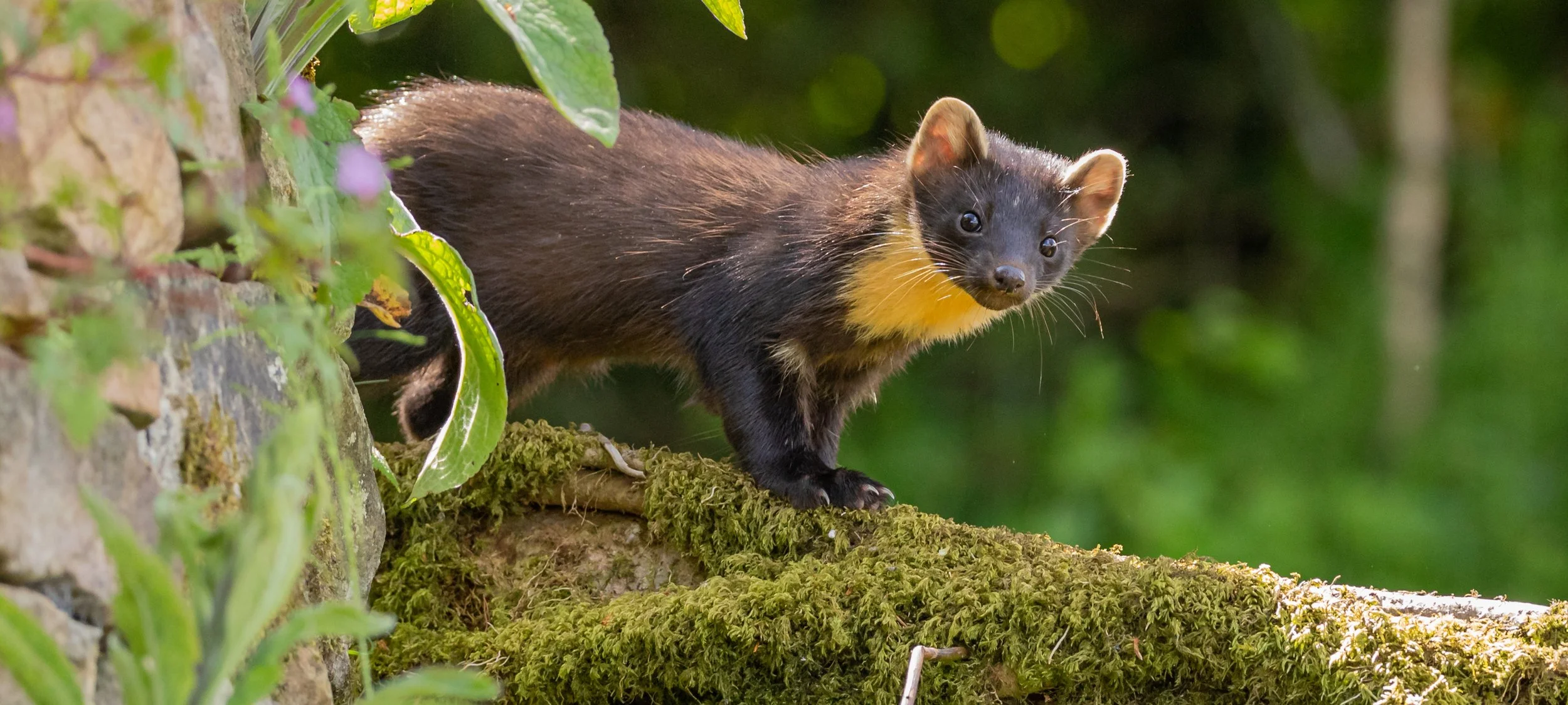 A black and yellow marten standing on a moss-covered log outdoors surrounded by green leaves and foliage.