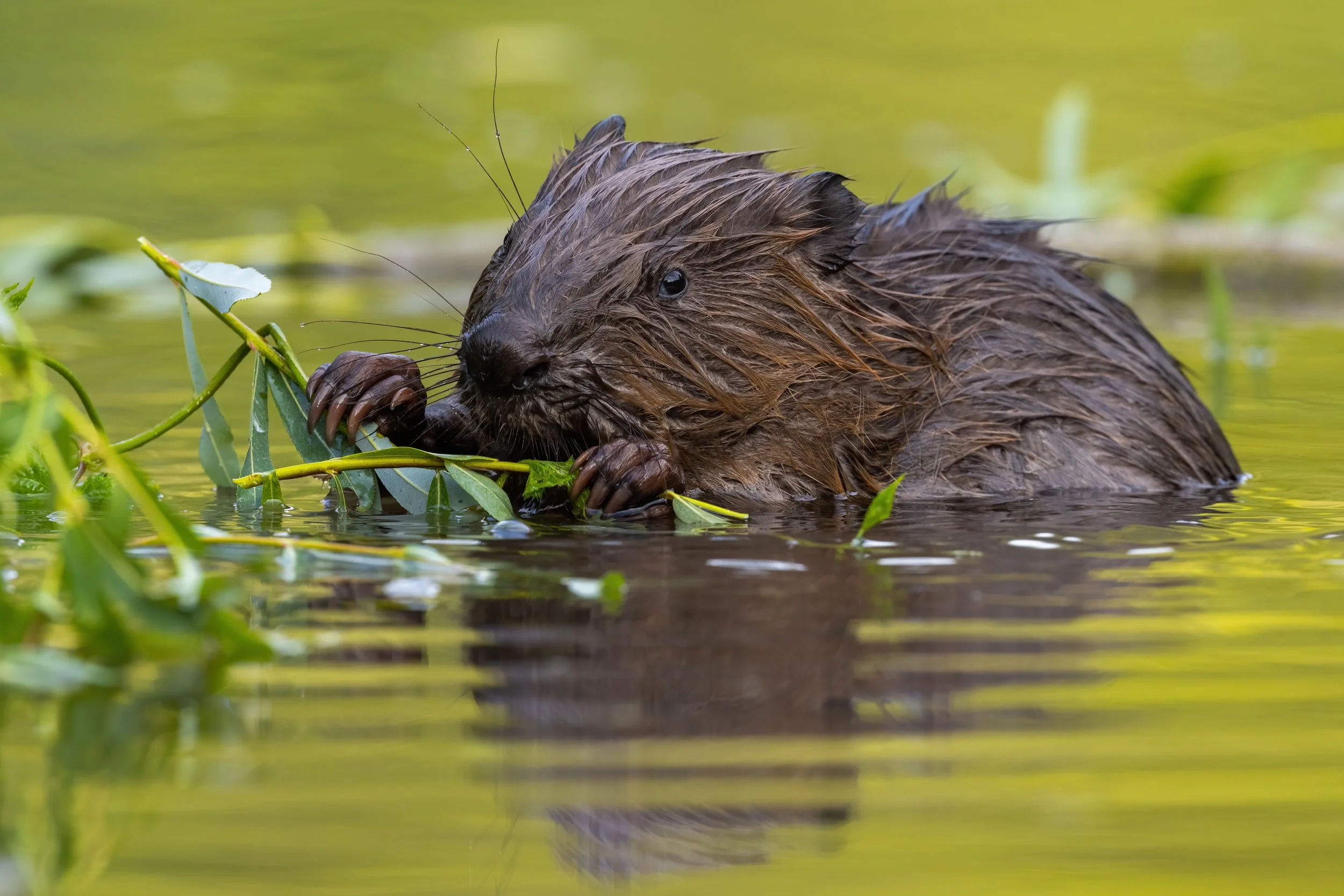 A beaver holding and gnawing on a leafy branch while partially submerged in water