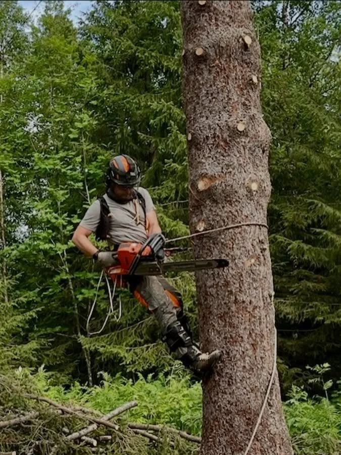 Big saw for big wood # #climbingarborist #sweden #norrland