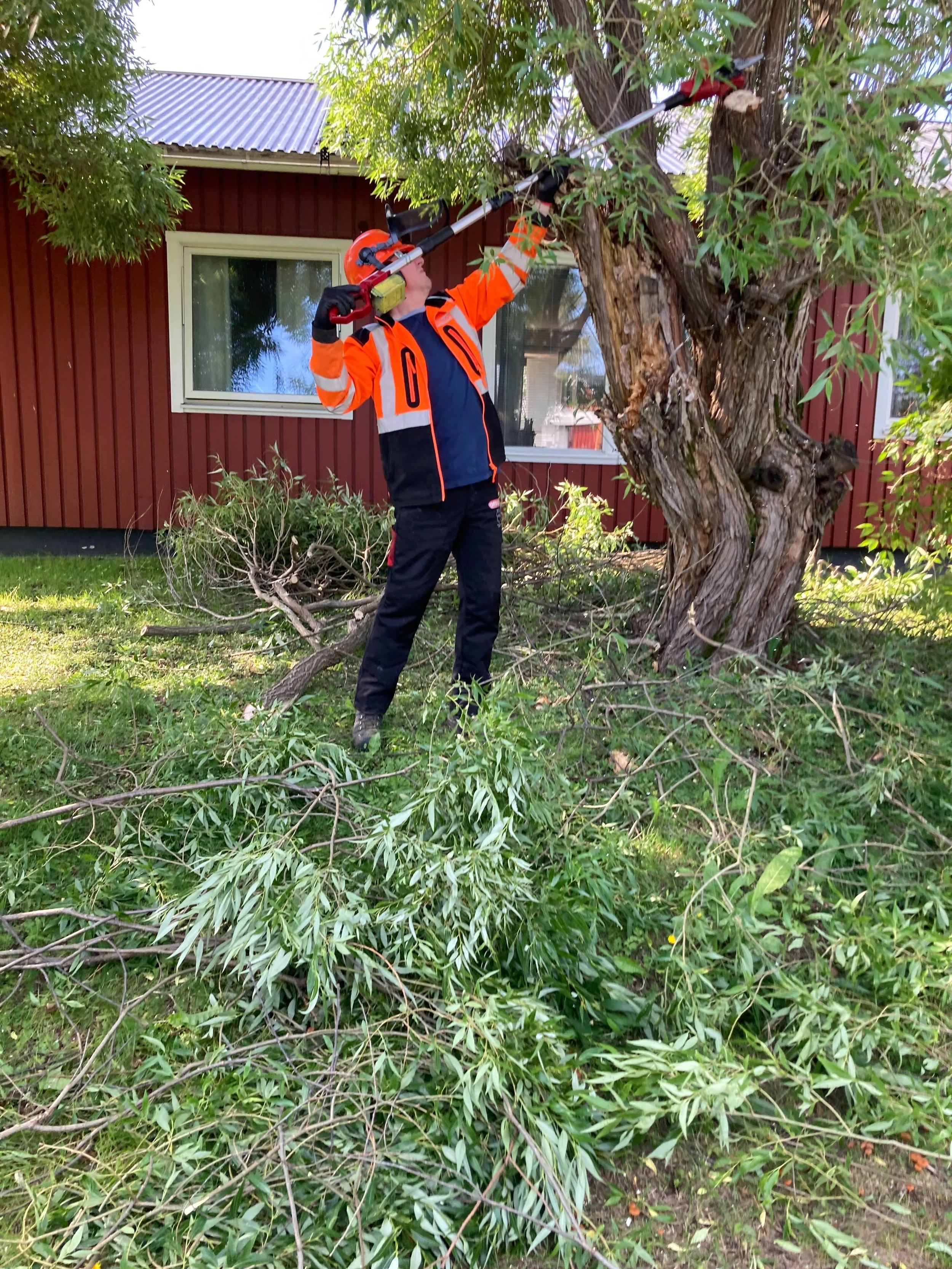 Clearing the yard #h&auml;ck #tr&auml;d #f&auml;llning #r&aring;ne&aring;