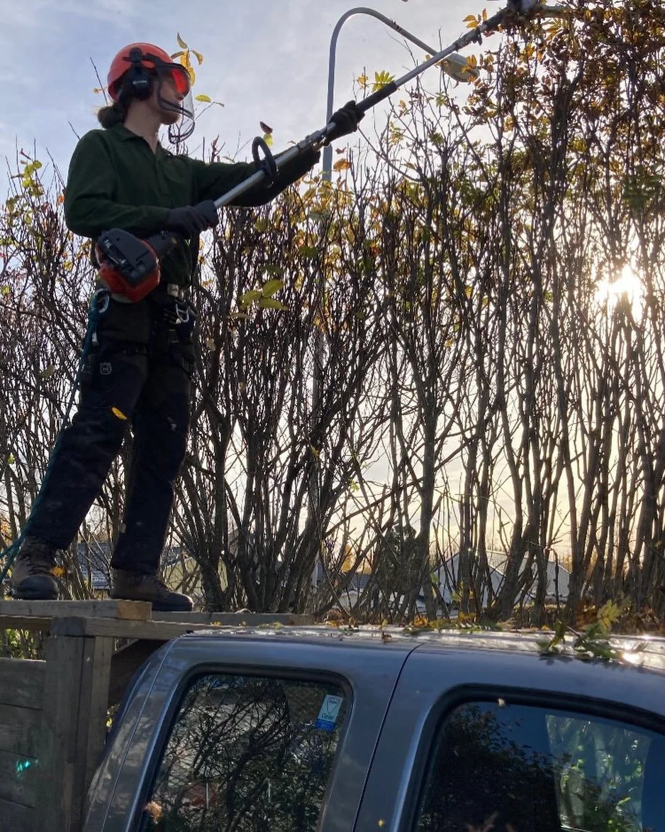 #hedgetrimming #h&auml;cklippning #haparanda
