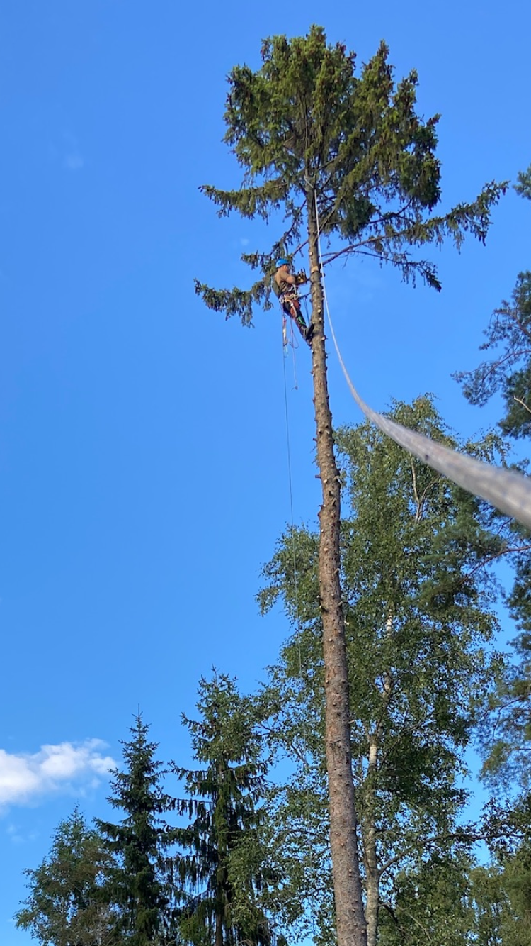 En person som klättrar i ett träd med säkerhetsutrustning, omgiven av andra träd under en klar blå himmel.