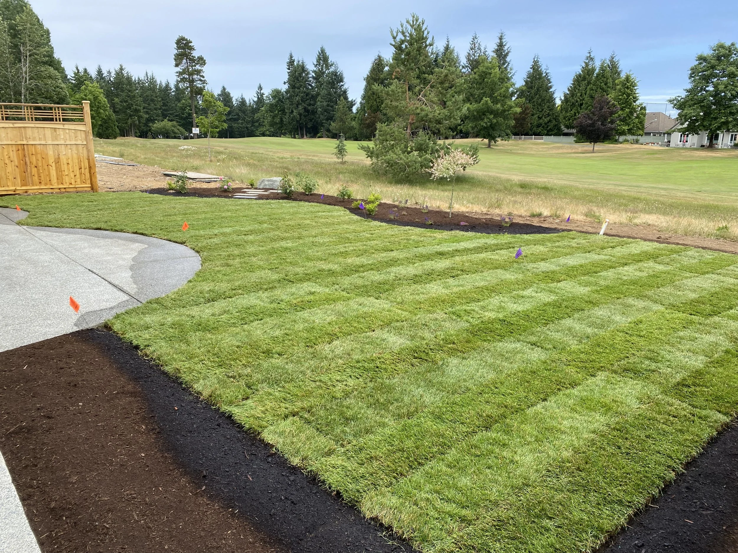 Lawn turf being laid in a backyard with a curved concrete patio, wooden fence, and trees in the background.
