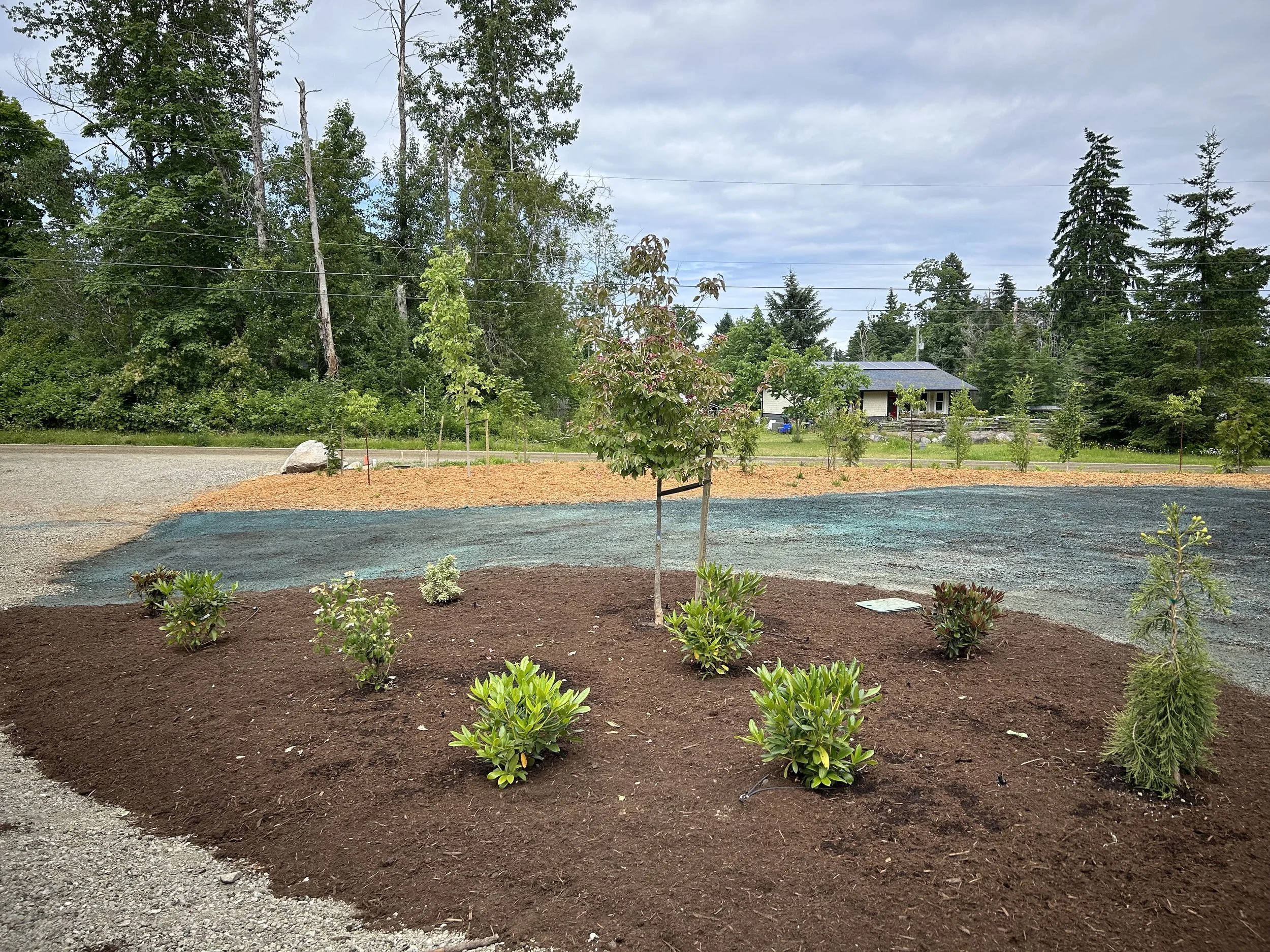 Young trees and shrubs planted in a landscaped garden with mulch, gravel, and wood chips in a rural area with a house and tall evergreen trees in the background.