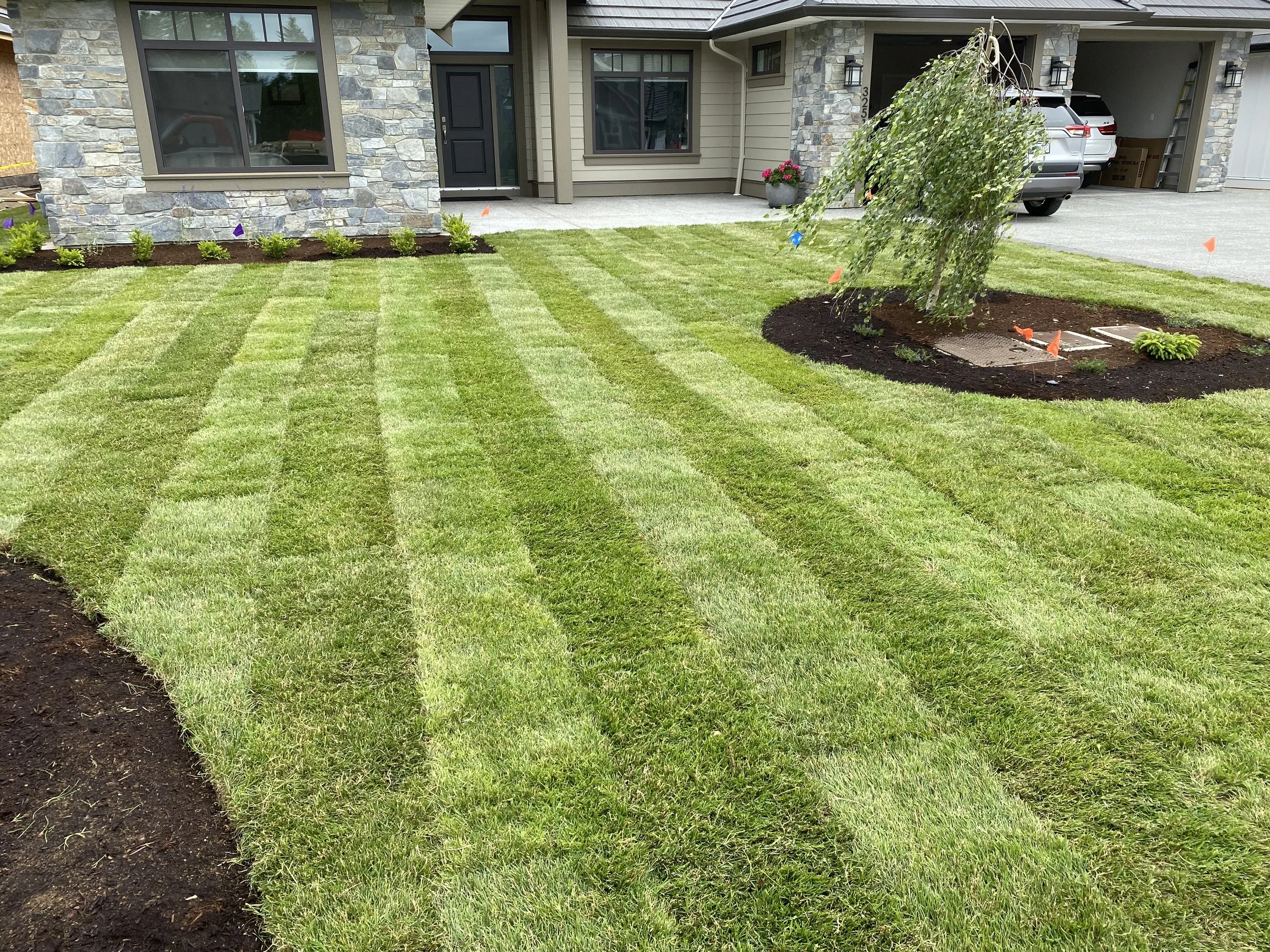 Newly sodded front yard with fresh green grass in striped pattern, small flower bed along house, young tree in mulched area, driveway with vehicles and garage in background.