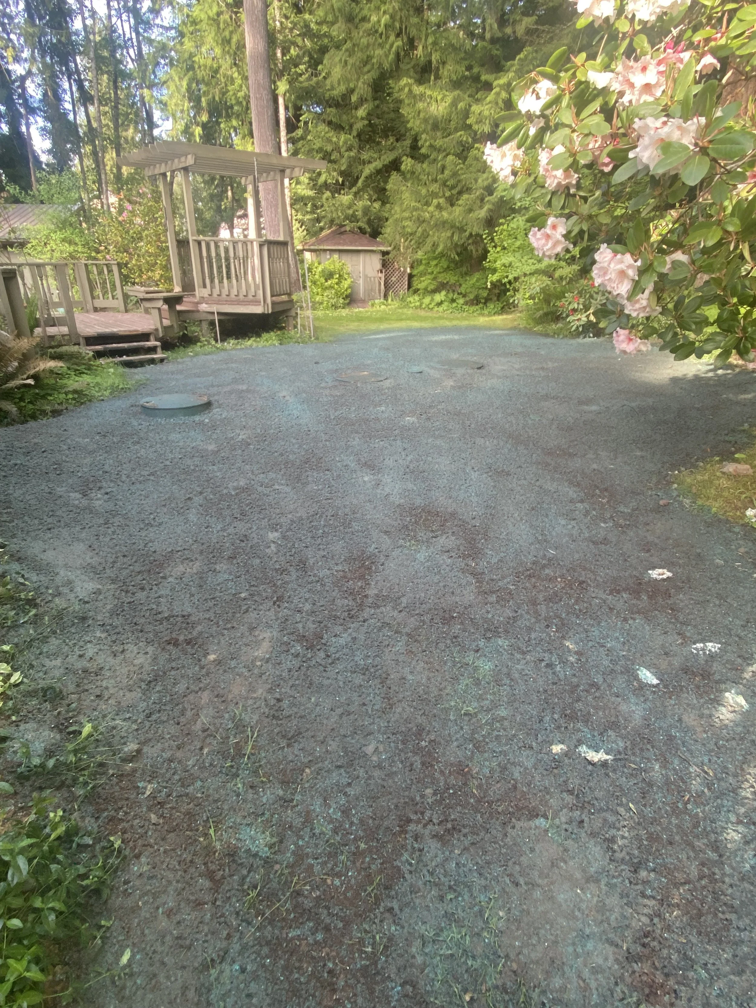 A gravel driveway in a backyard with a wooden deck on the left and pink flowering bushes on the right, surrounded by green trees.