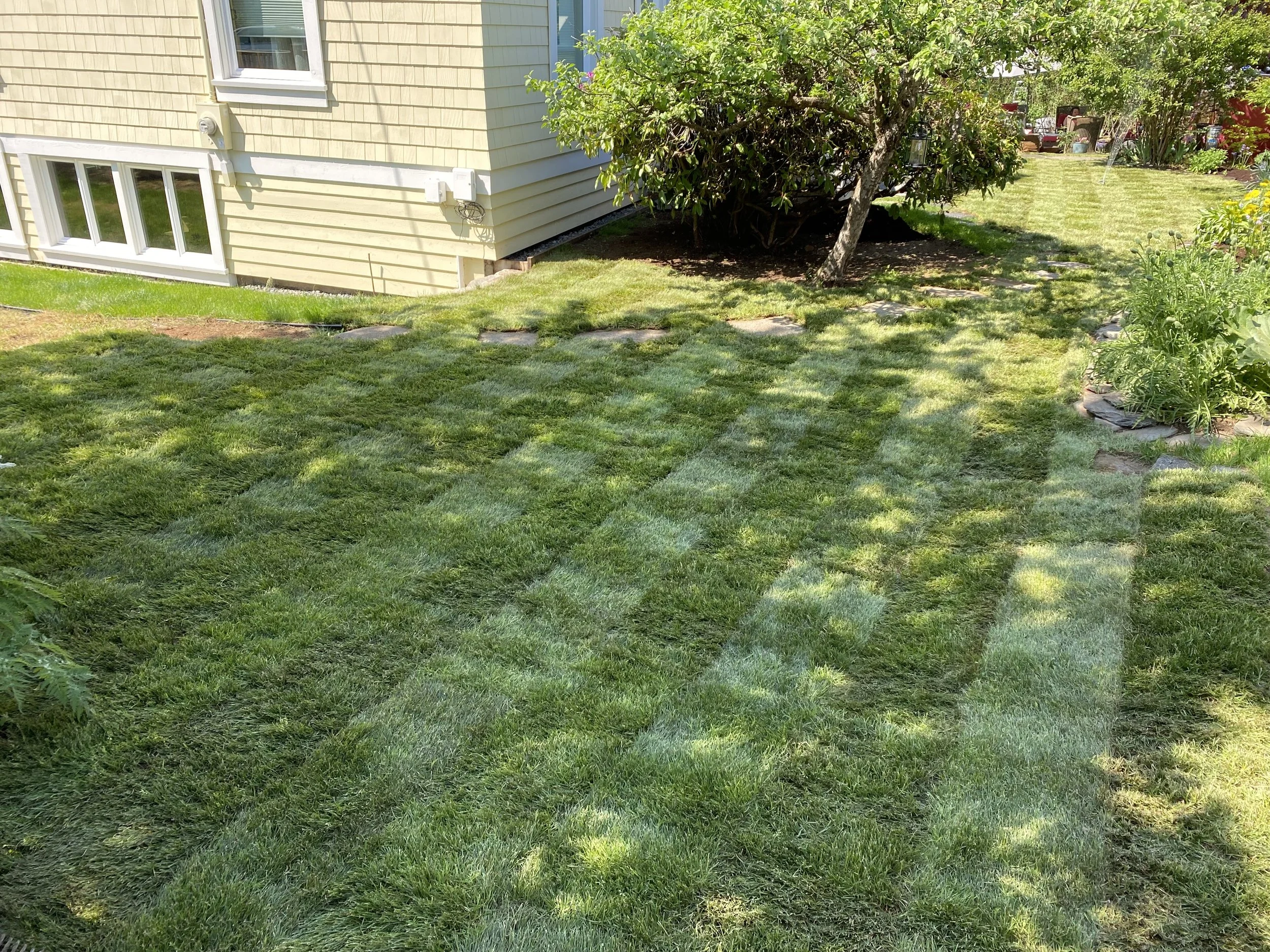 A well-maintained backyard with a grassy lawn, a house with yellow siding, a small tree, and stepping stones leading through the yard.