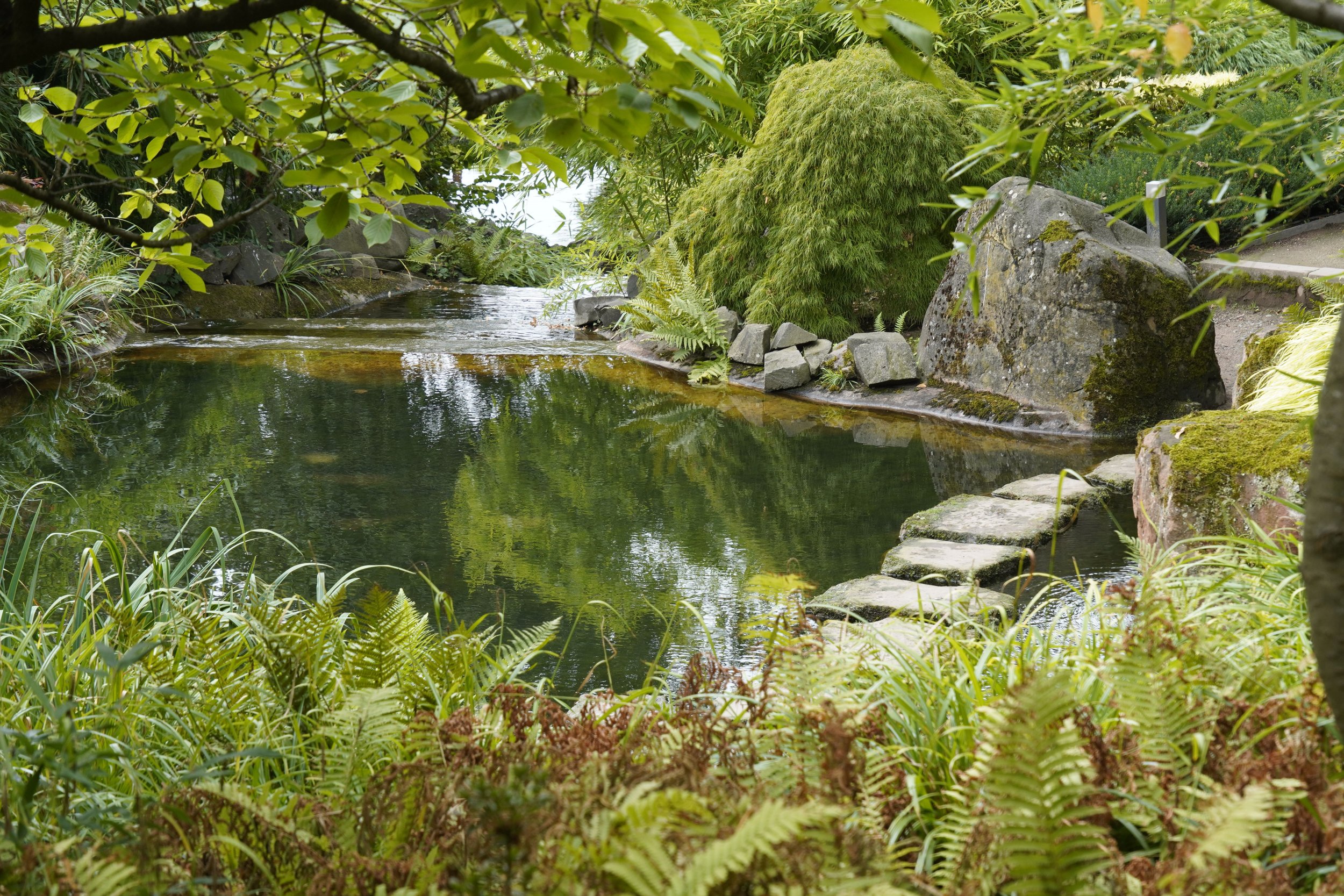 A peaceful garden pond surrounded by lush greenery, rocks, and stepping stones.