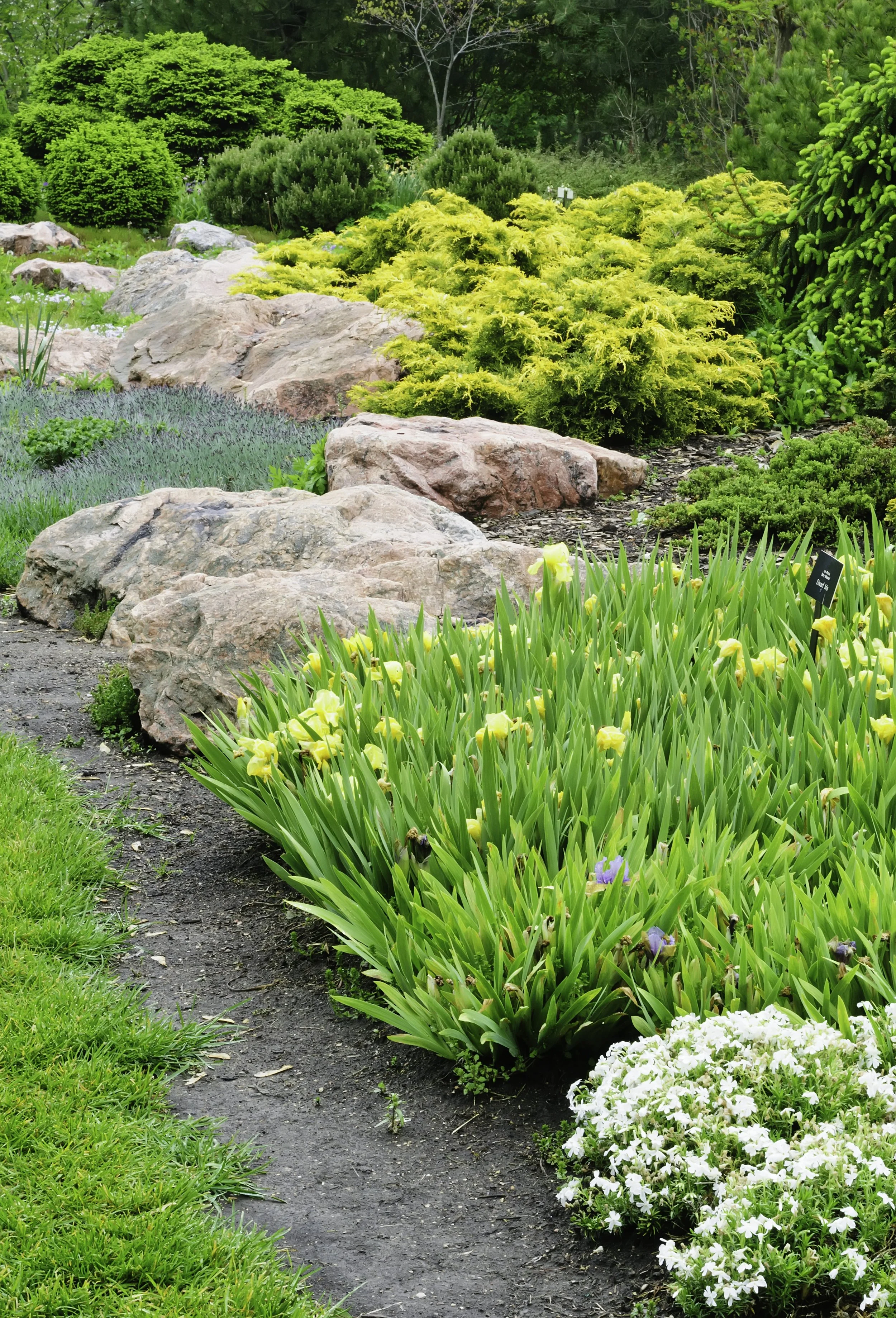 A landscaped garden with yellow irises, white flowers, various green shrubs, and large rocks lining a dirt path.