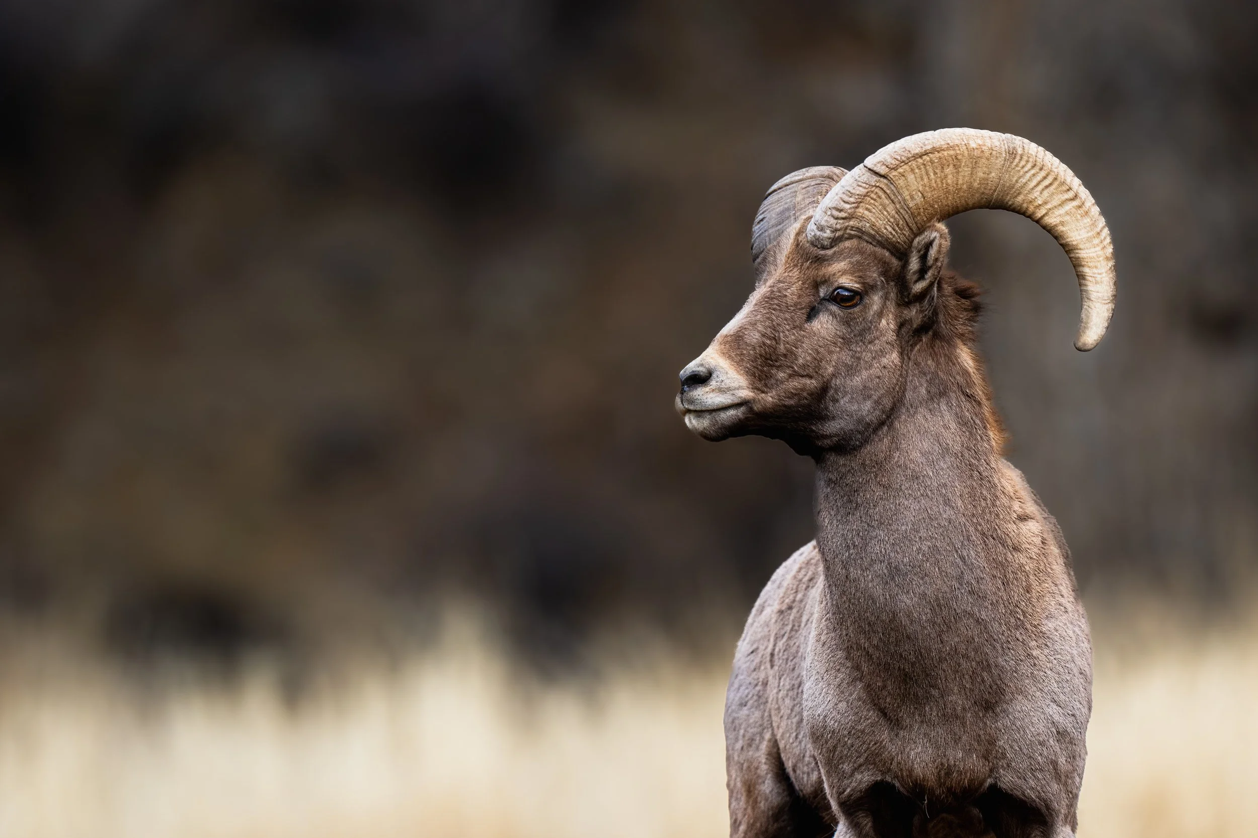 Brandon Day Rocky Mountain Bighorn.jpg