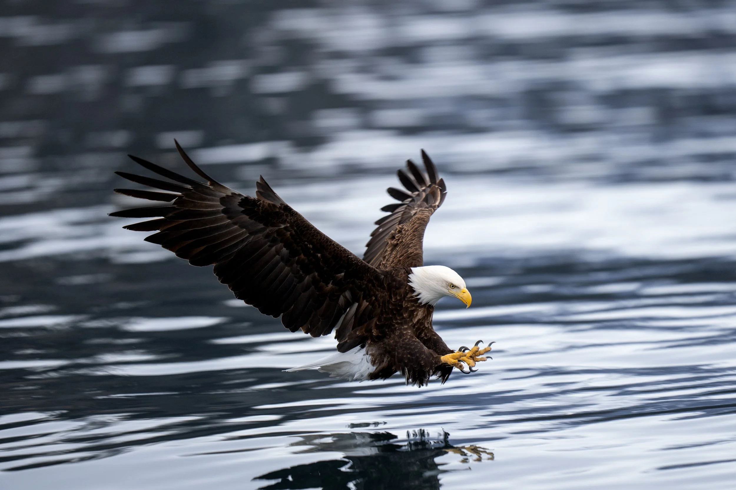 Brandon Day - Bald Eagle Alaska 2023.jpg