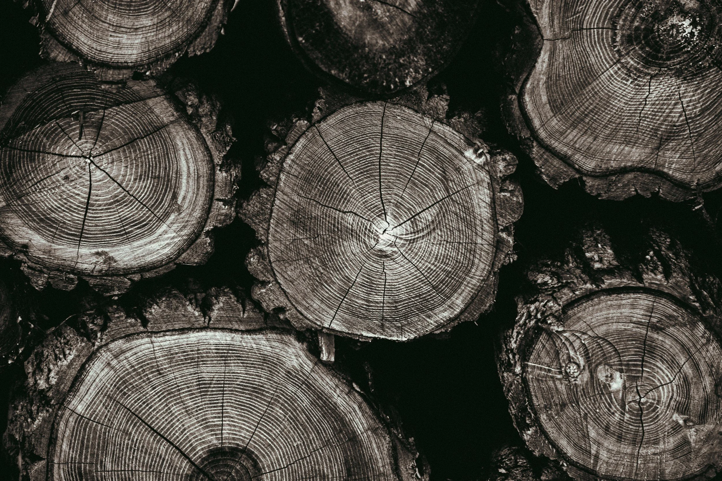 Stacked cross-section of tree logs showing growth rings and cracks.