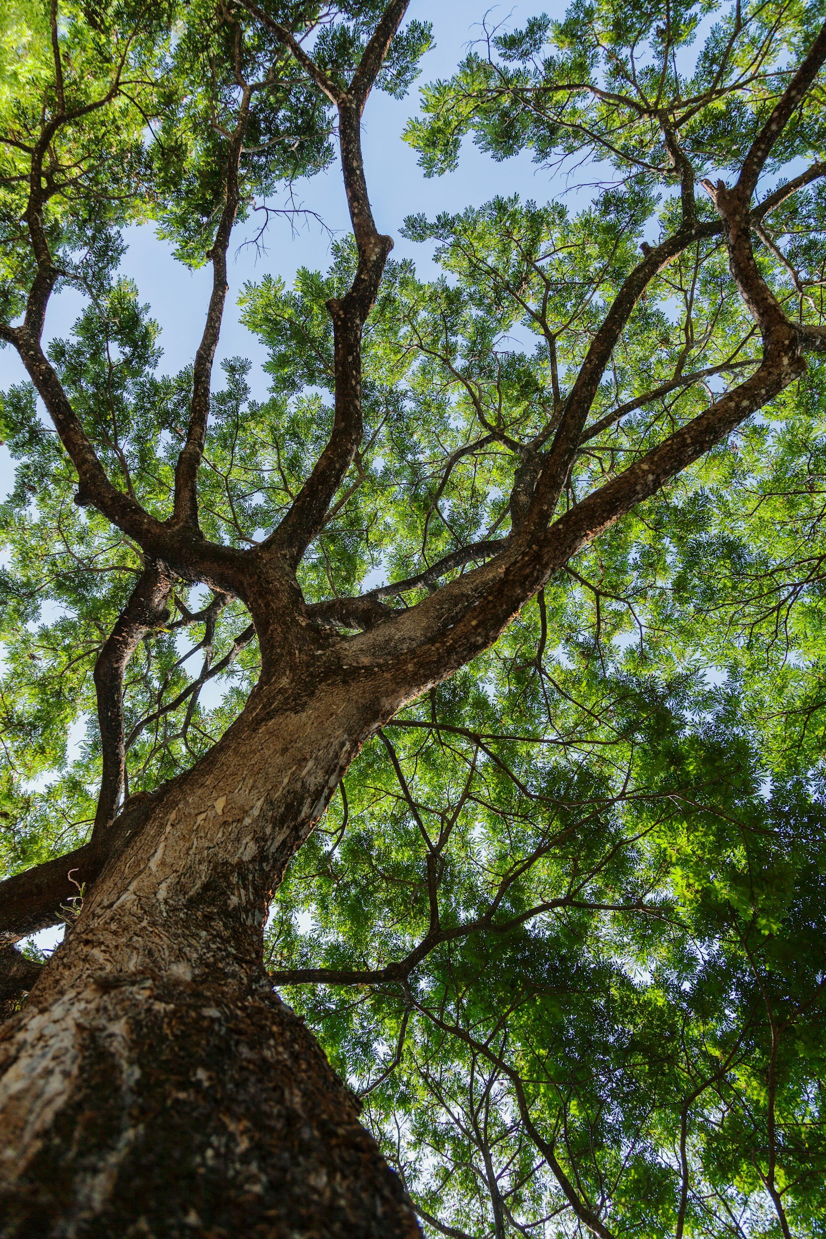Looking up at a tall tree with a textured trunk and lush green leaves, with a clear blue sky in the background.