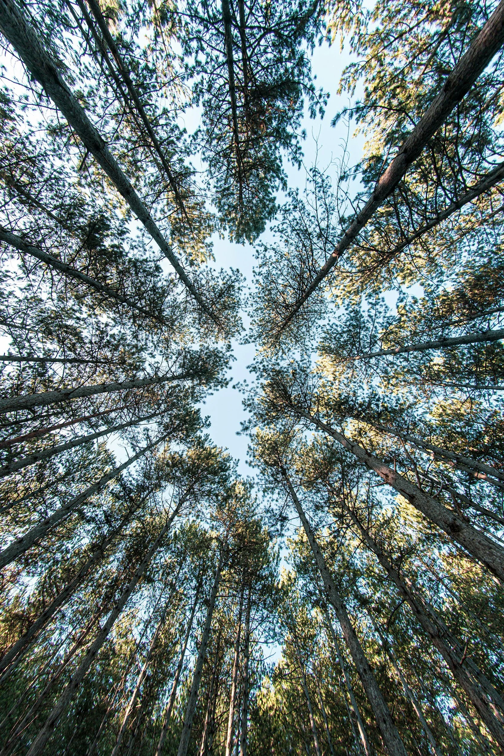 Tall trees in a forest seen from below, with blue sky visible among the green foliage.