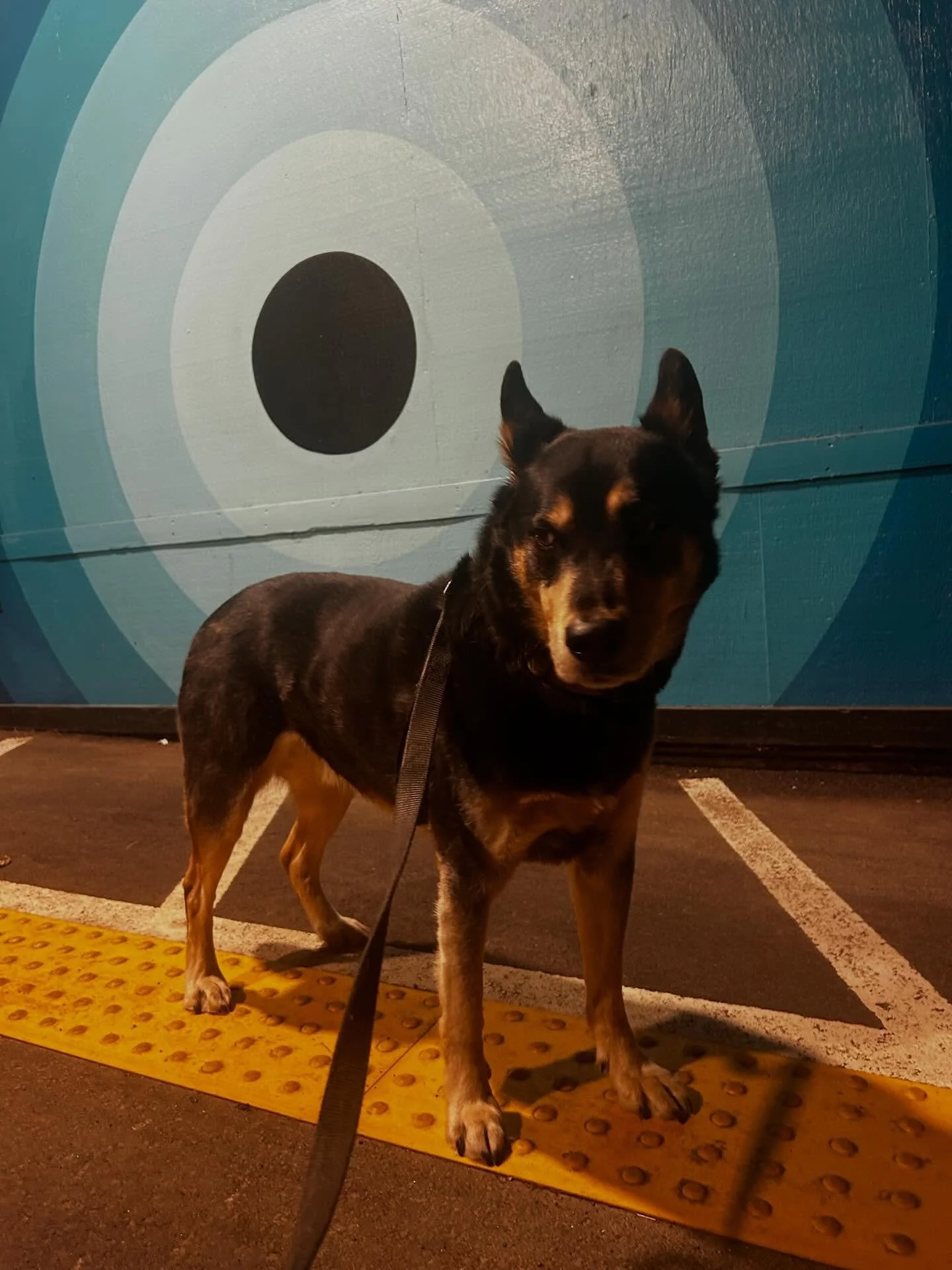 night walks with Fritz 🐾🖤🌑