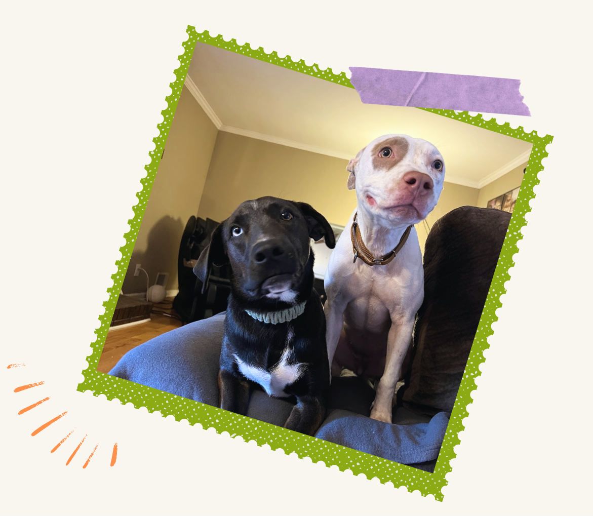 two dogs ugc creators