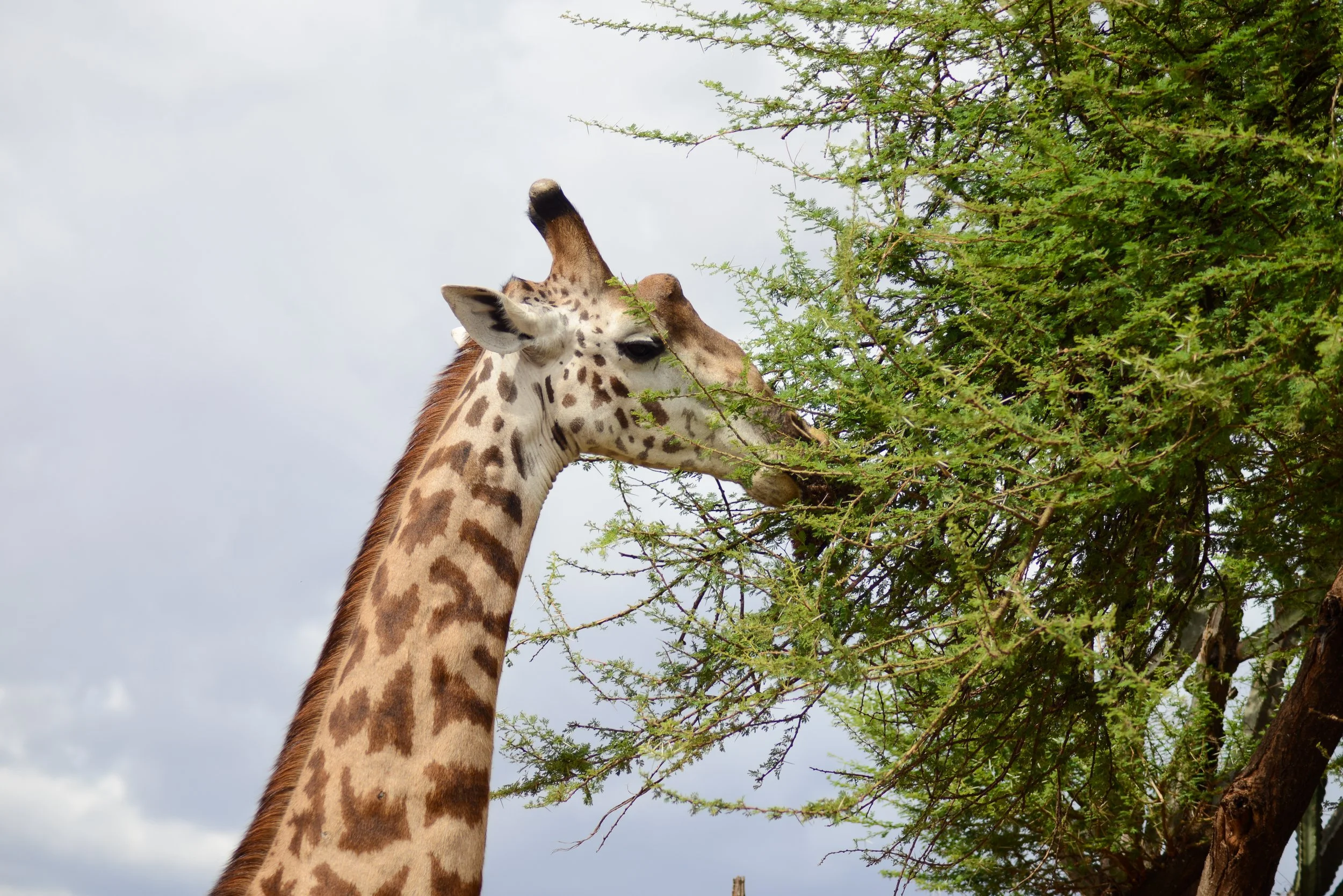 photography from a safari in East Africa Oct 2024