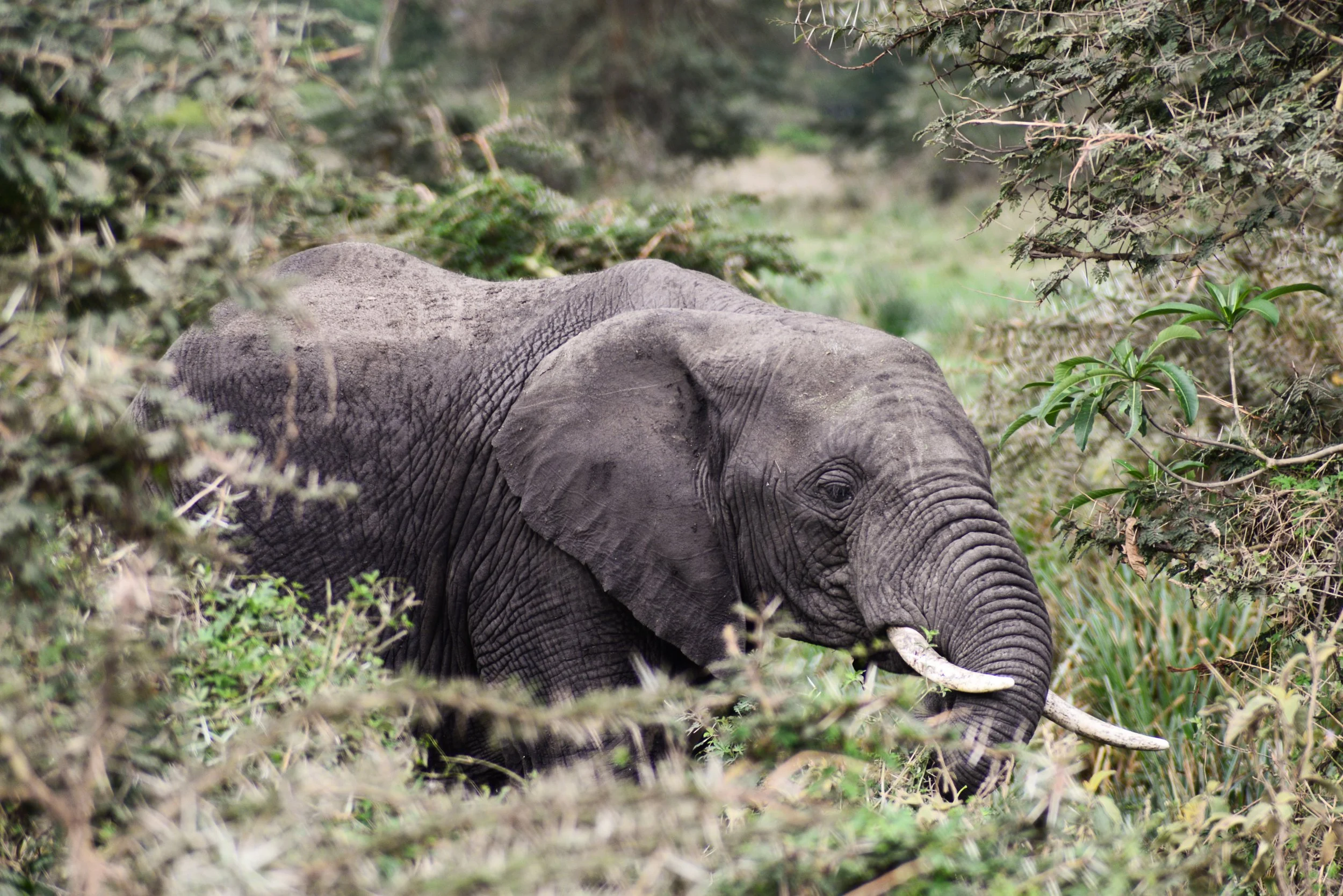 photography from a safari in East Africa Oct 2024