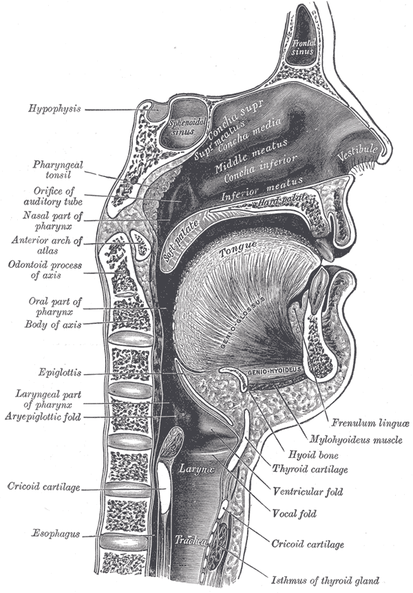 Diagram of the human nasal and oral cavity, showing bones, muscles, and cartilage including the sphenoidal sinus, middle and inferior meatus, tongue, larynx, esophagus, and thyroid gland.