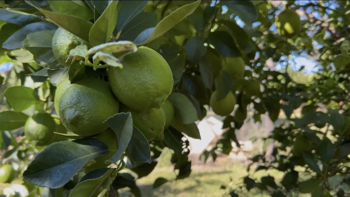 Green citrus fruits hanging on a tree branch surrounded by green leaves