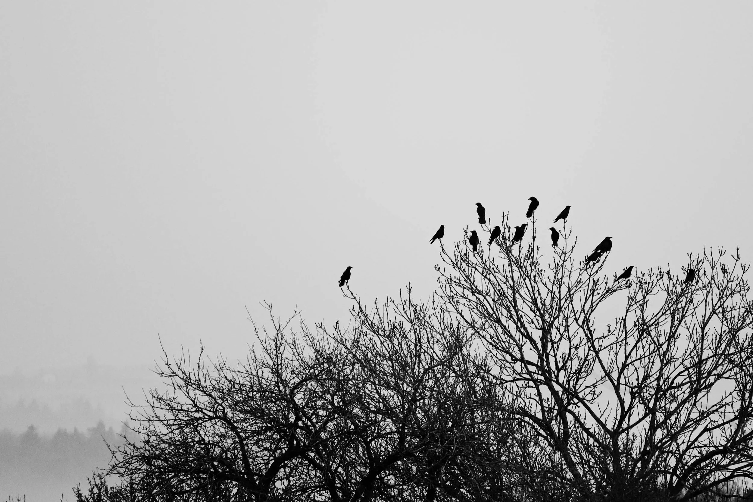 Schwarz-weiß-Bild eines Baumes mit mehreren Vögeln, die auf den Zweigen sitzen.