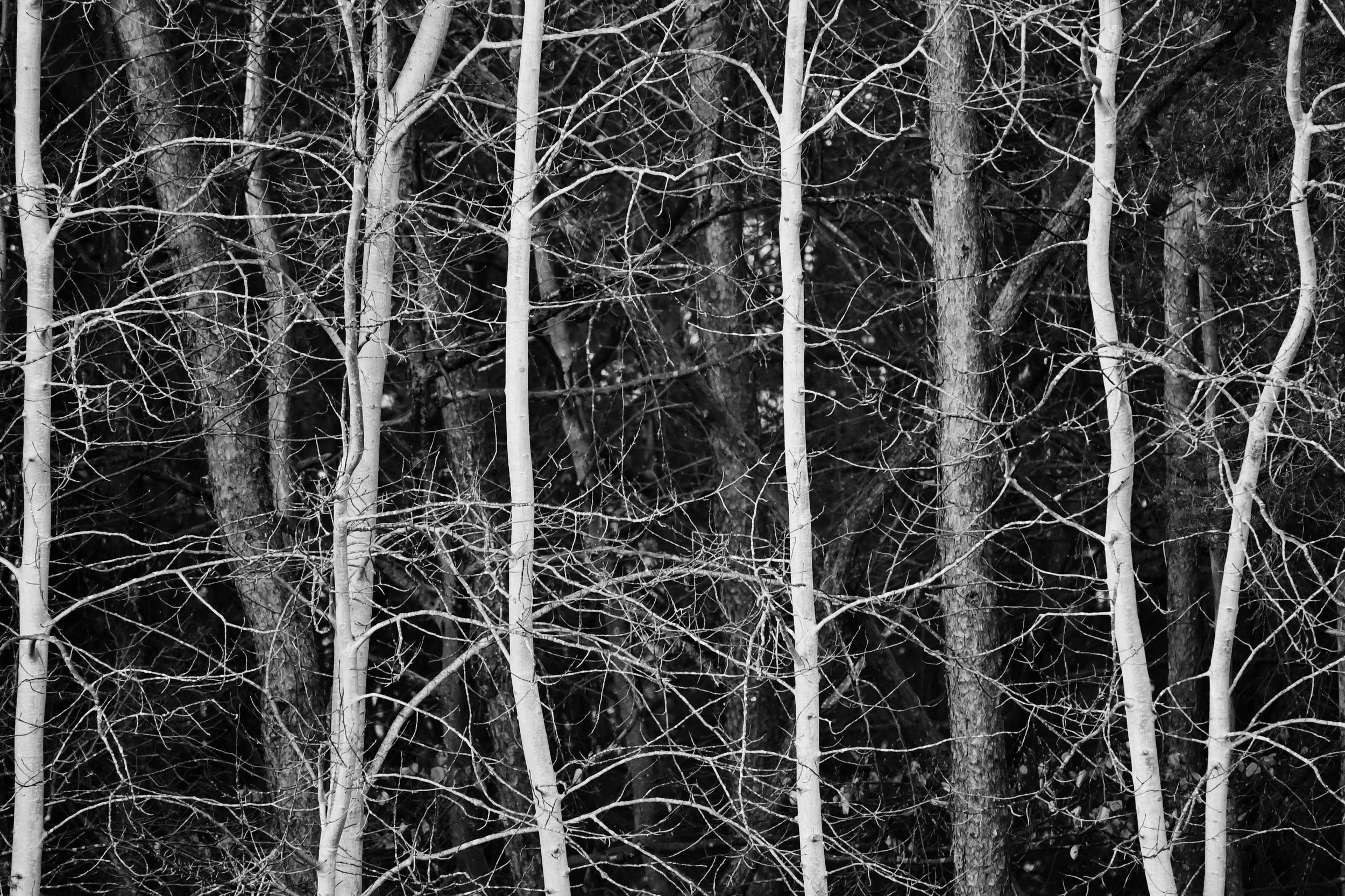 Dunkler Wald mit vielen dünnen weißen Baumstämmen und einem komplexen, verworrenen Netz aus Zweigen, alles in Schwarz-Weiß.