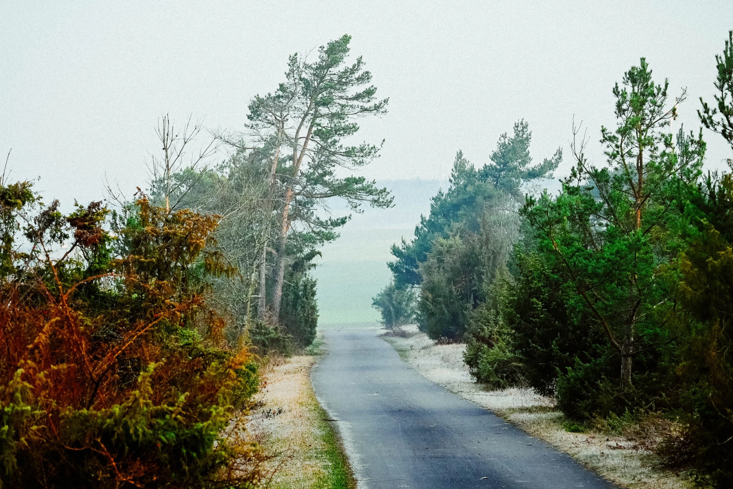 Ein schmaler Weg, umgeben von Bäumen und Büsche, führt in die Ferne unter einem bewölkten Himmel.
