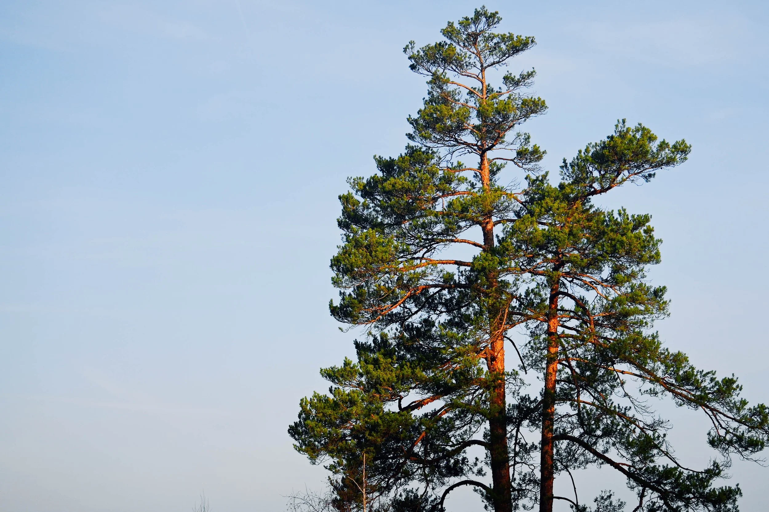 Ein großer Baum mit grünen Zweigen steht gegen den blauen Himmel.
