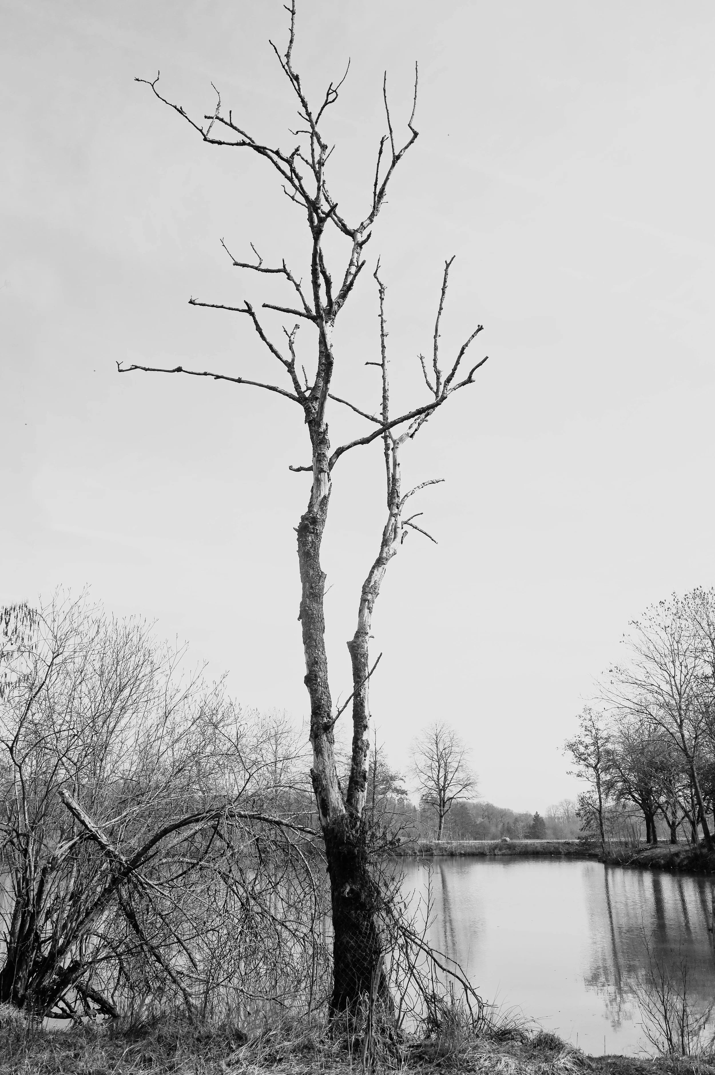 Ein kahler Baum steht an einem Fluss, mit weiteren Bäumen im Hintergrund, alles in Schwarz-Weiß aufgenommen.