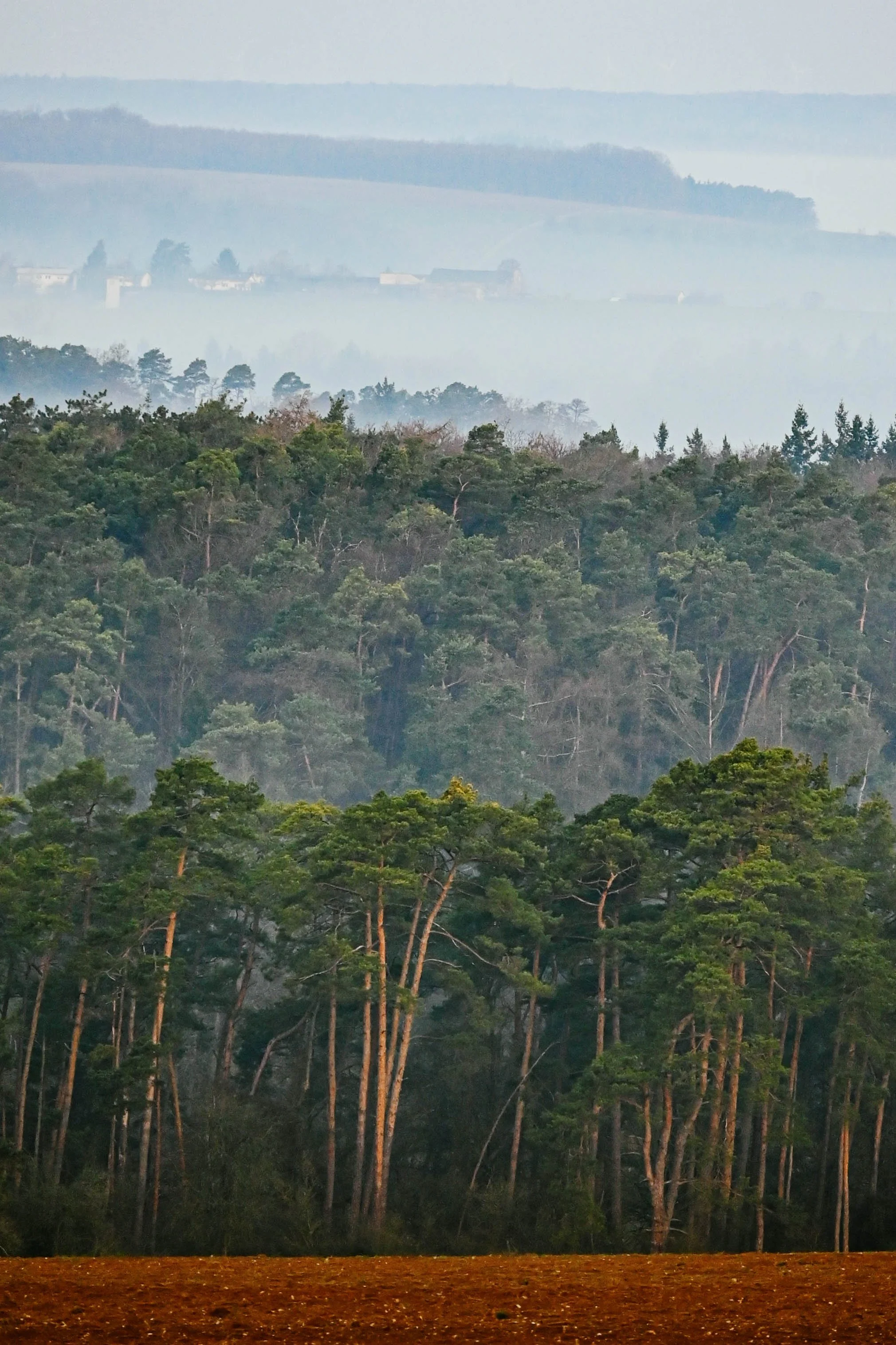 Bergwald mit Baumkronen in verschiedenen Grüntönen, im Hintergrund eine neblige Berglandschaft mit Hütten und Waldflächen.