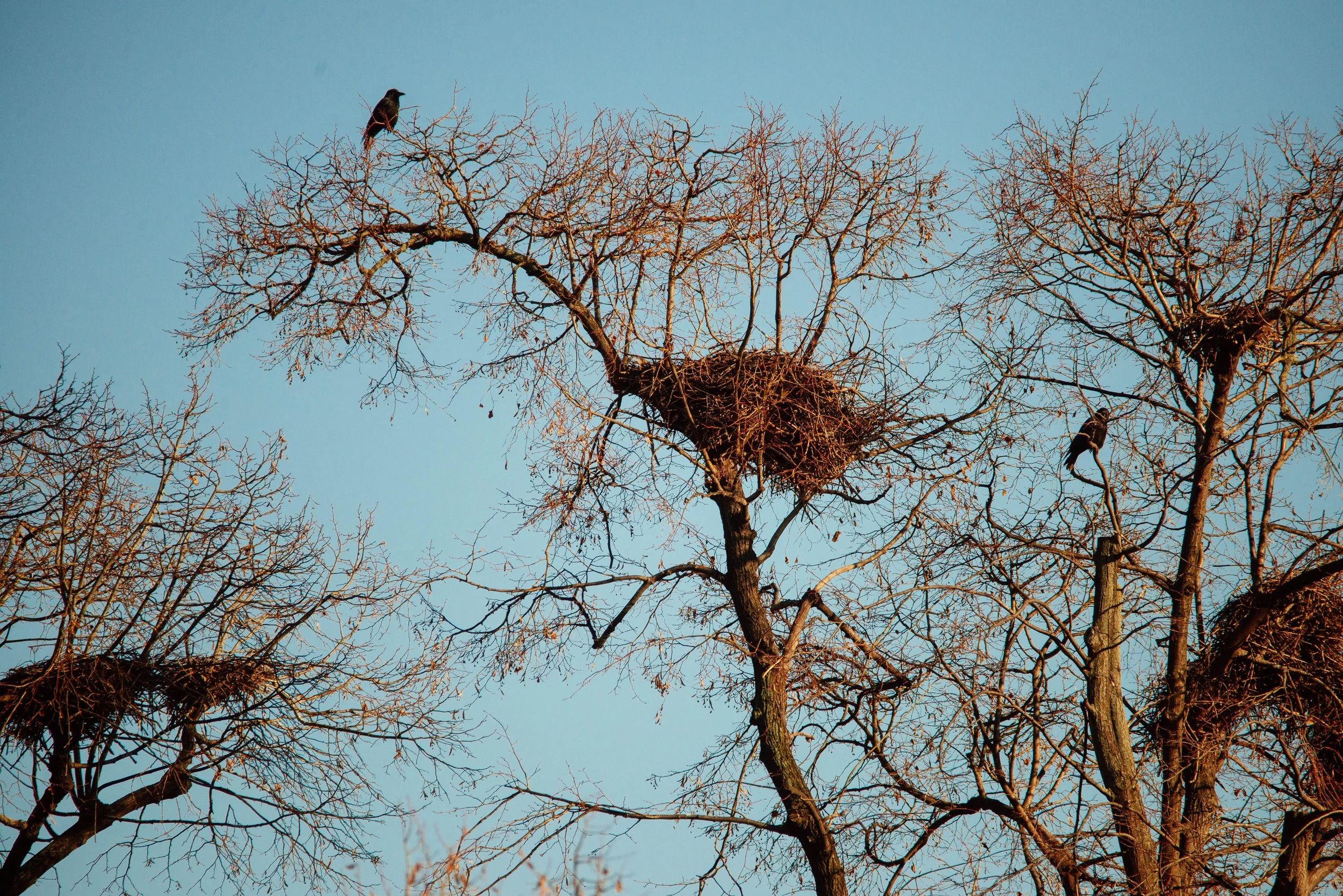 Ein Baum ohne Blätter mit einem Vogelnest und zwei Vögeln im Baum, bei klarem Himmel im Hintergrund.