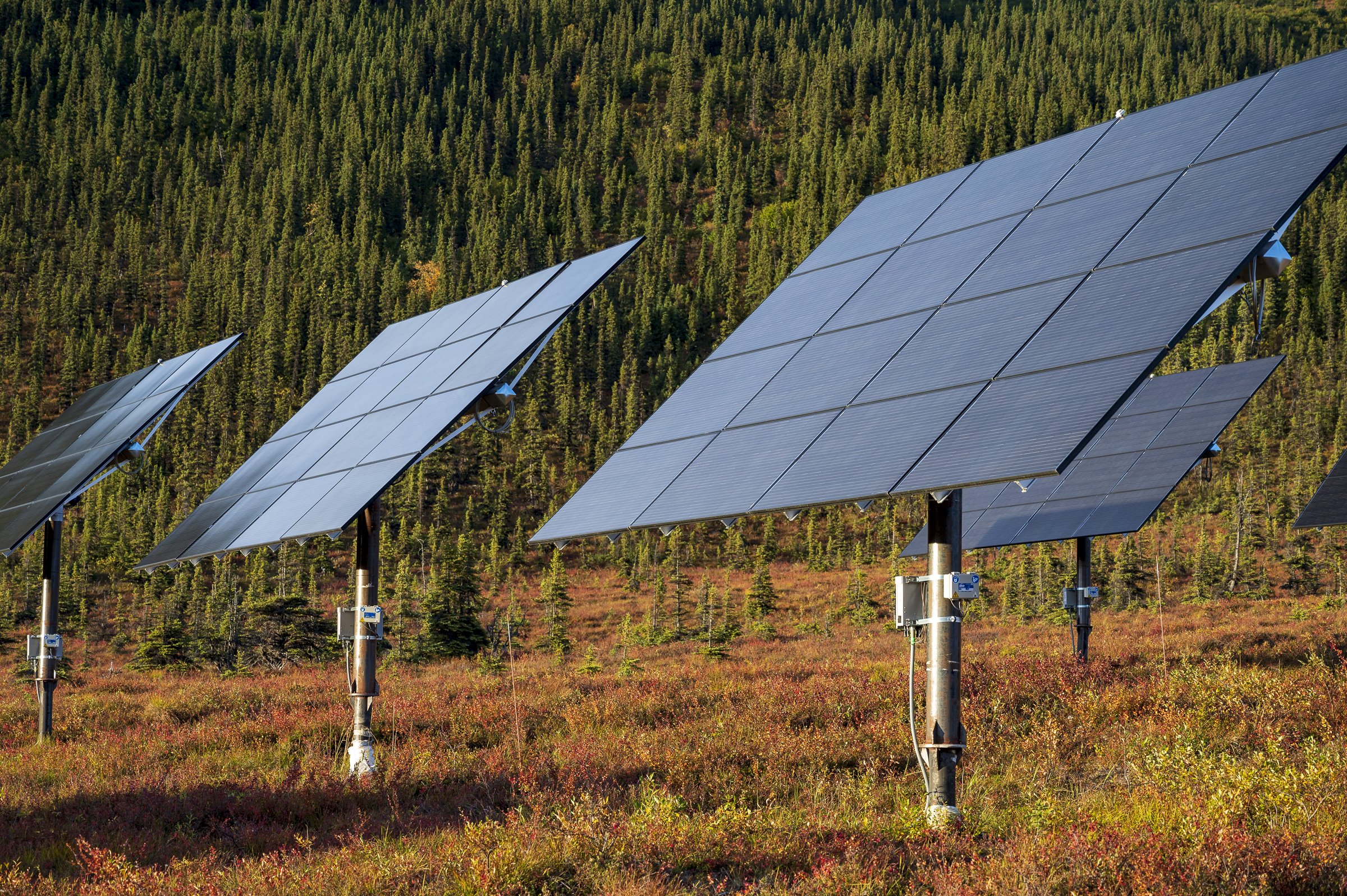 Multiple solar panels installed in a field with a forest of dense green trees in the background.
