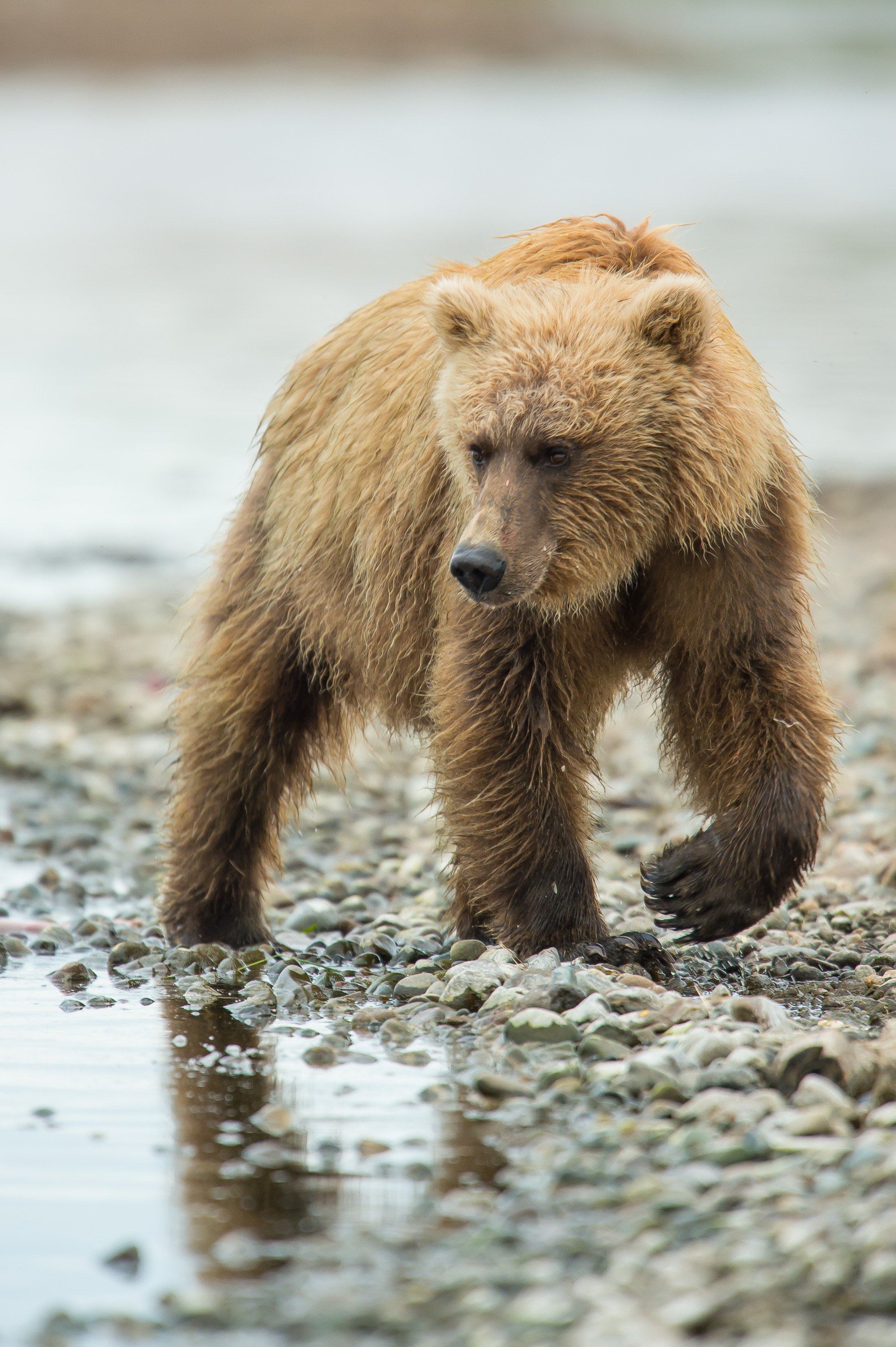 Grizzly Bear in Denali National Park