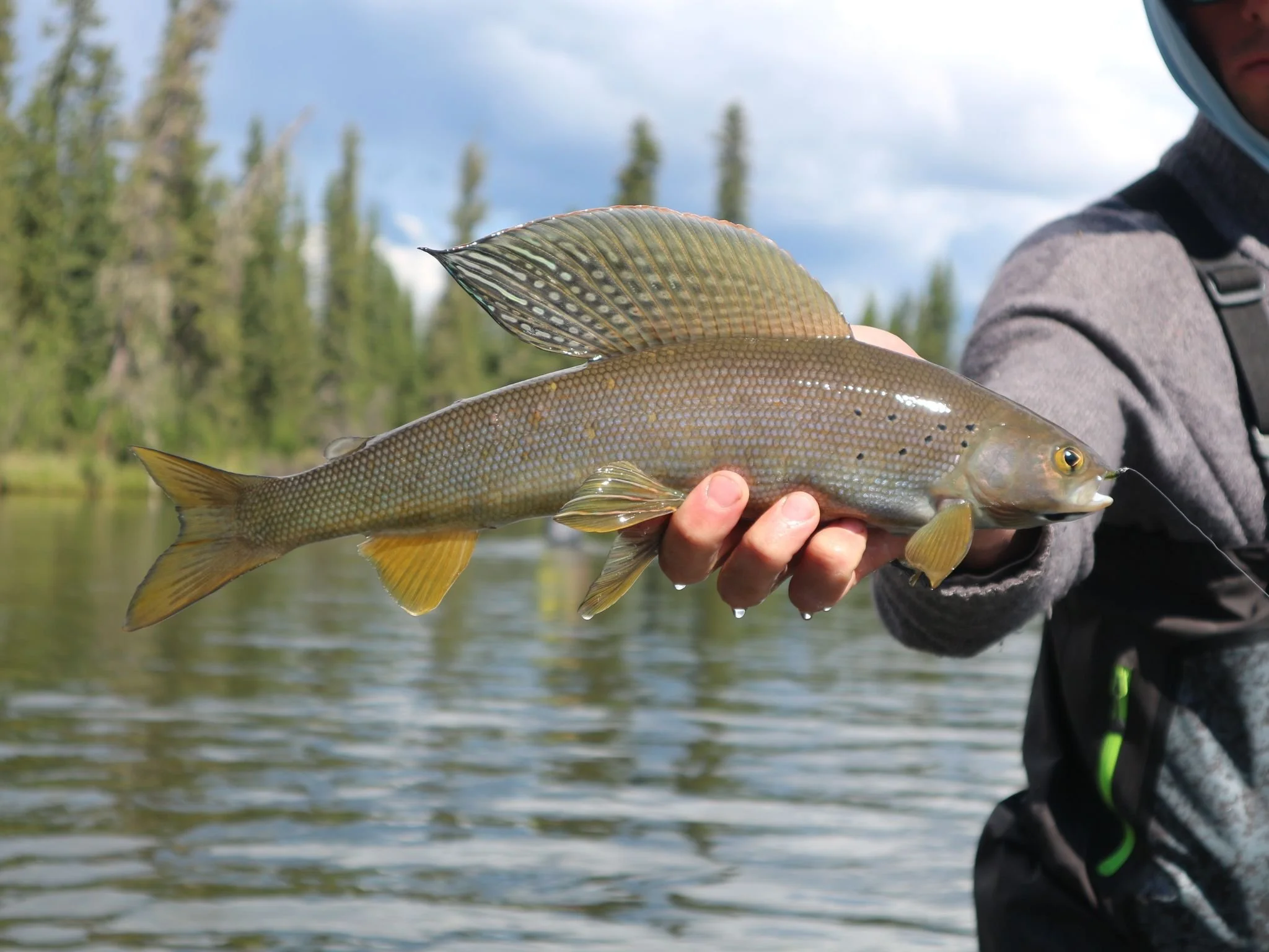 Close-up of a person holding a fish with a greenish-yellow body and distinctive patterns, outdoors against a backdrop of trees and a cloudy sky.