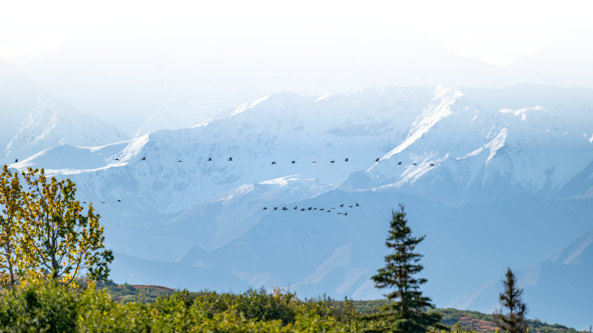 Sandhill Cranes flying in front of the Alaska Range