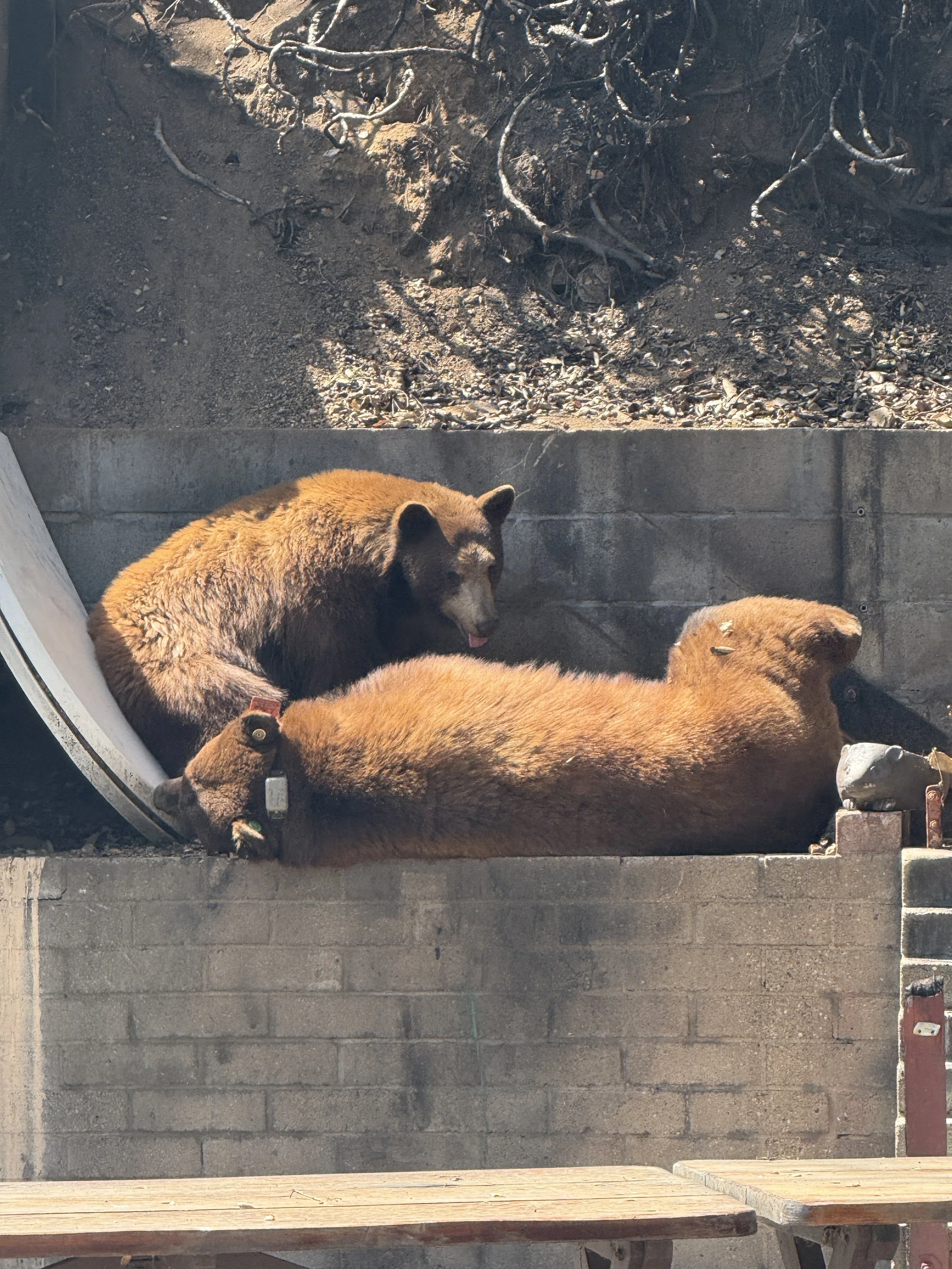 Three brown bears resting on a concrete platform, with one lying down and the others sitting, in front of a dirt and root background and a brick wall.