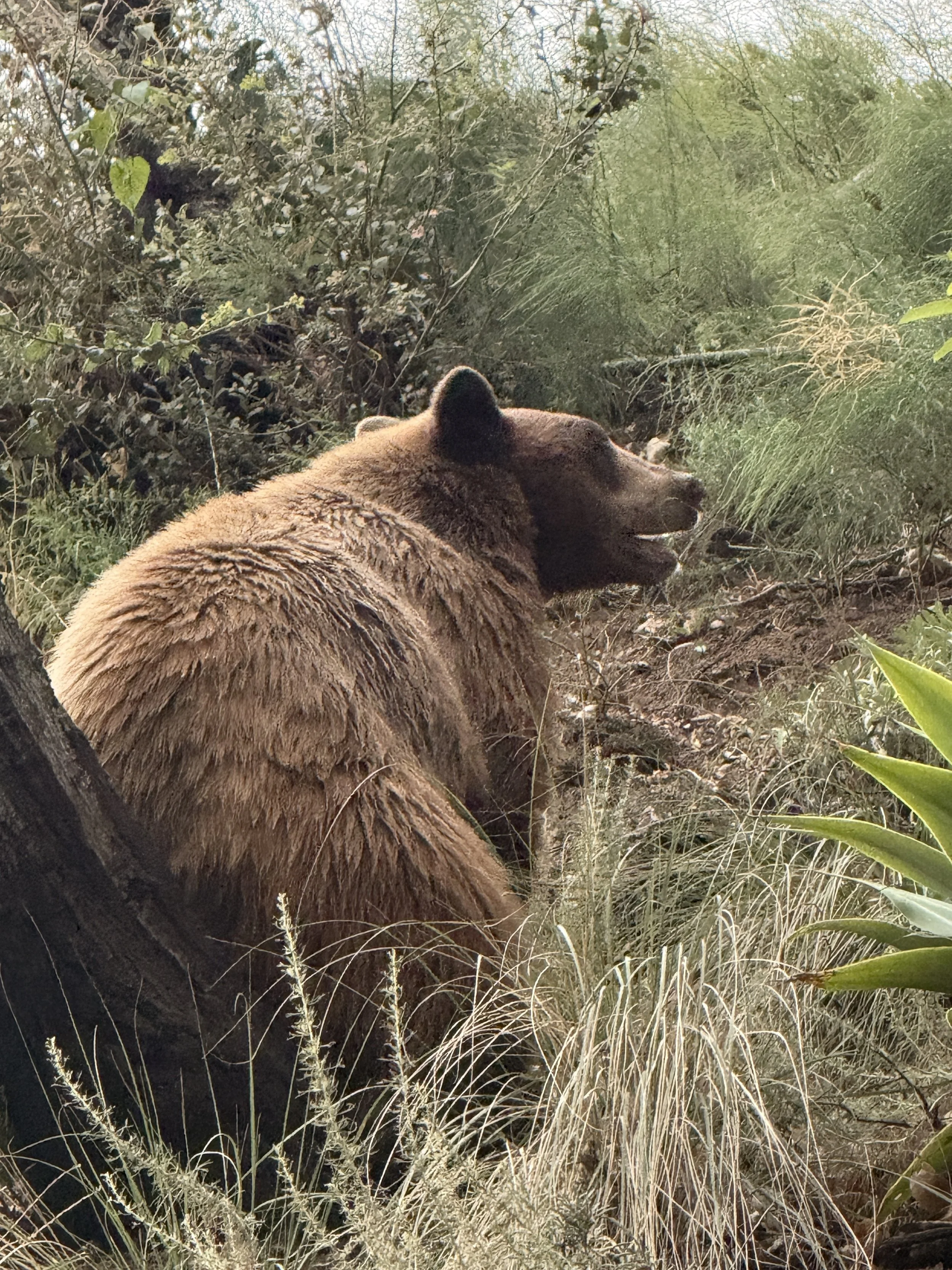 A bear lying down on the ground in a dense, green, bushy area with tall dry grass and various bushes.