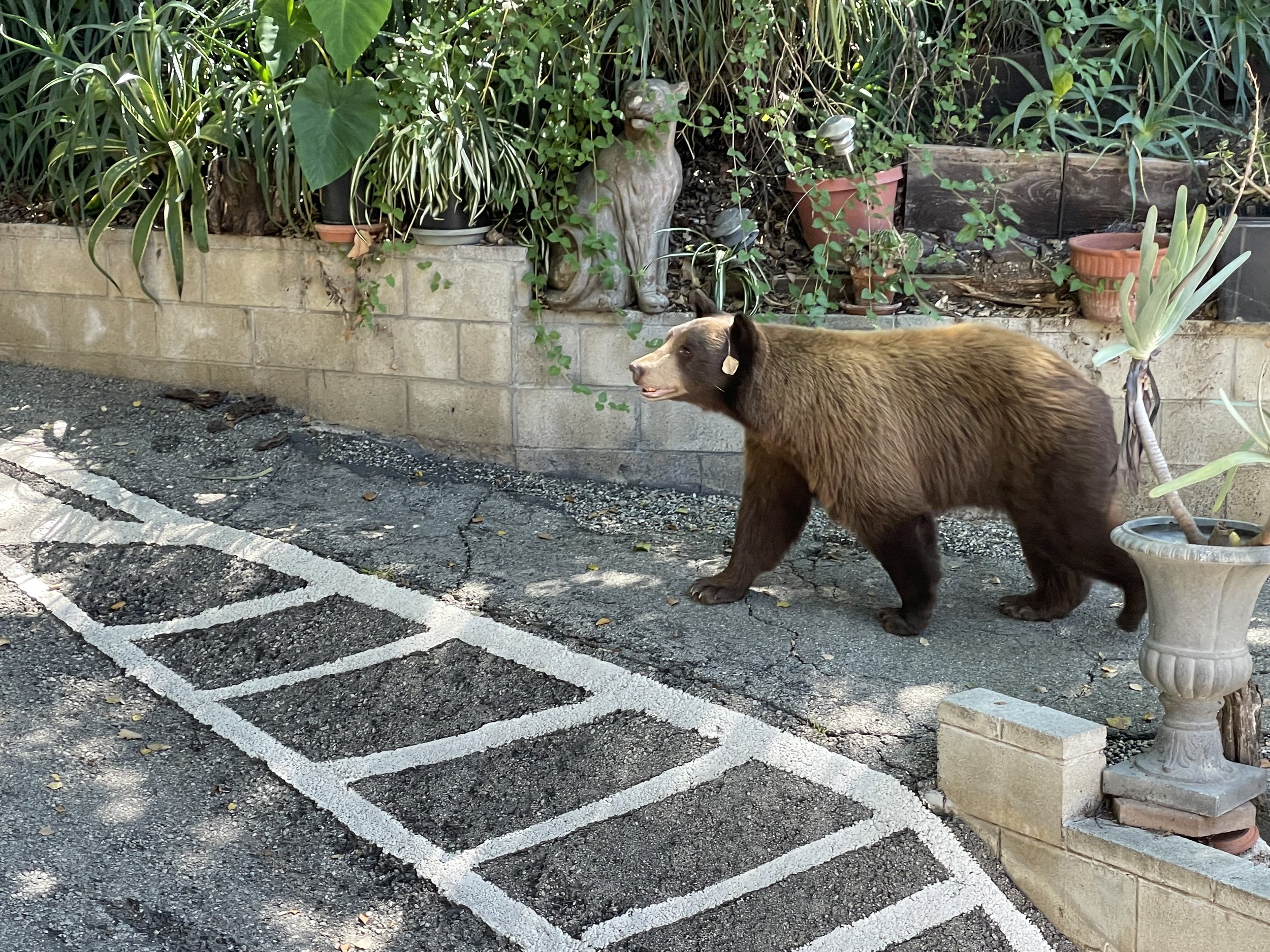 A brown bear walking beside a garden bed with potted plants and decorative statues, marking parking spots on asphalt.