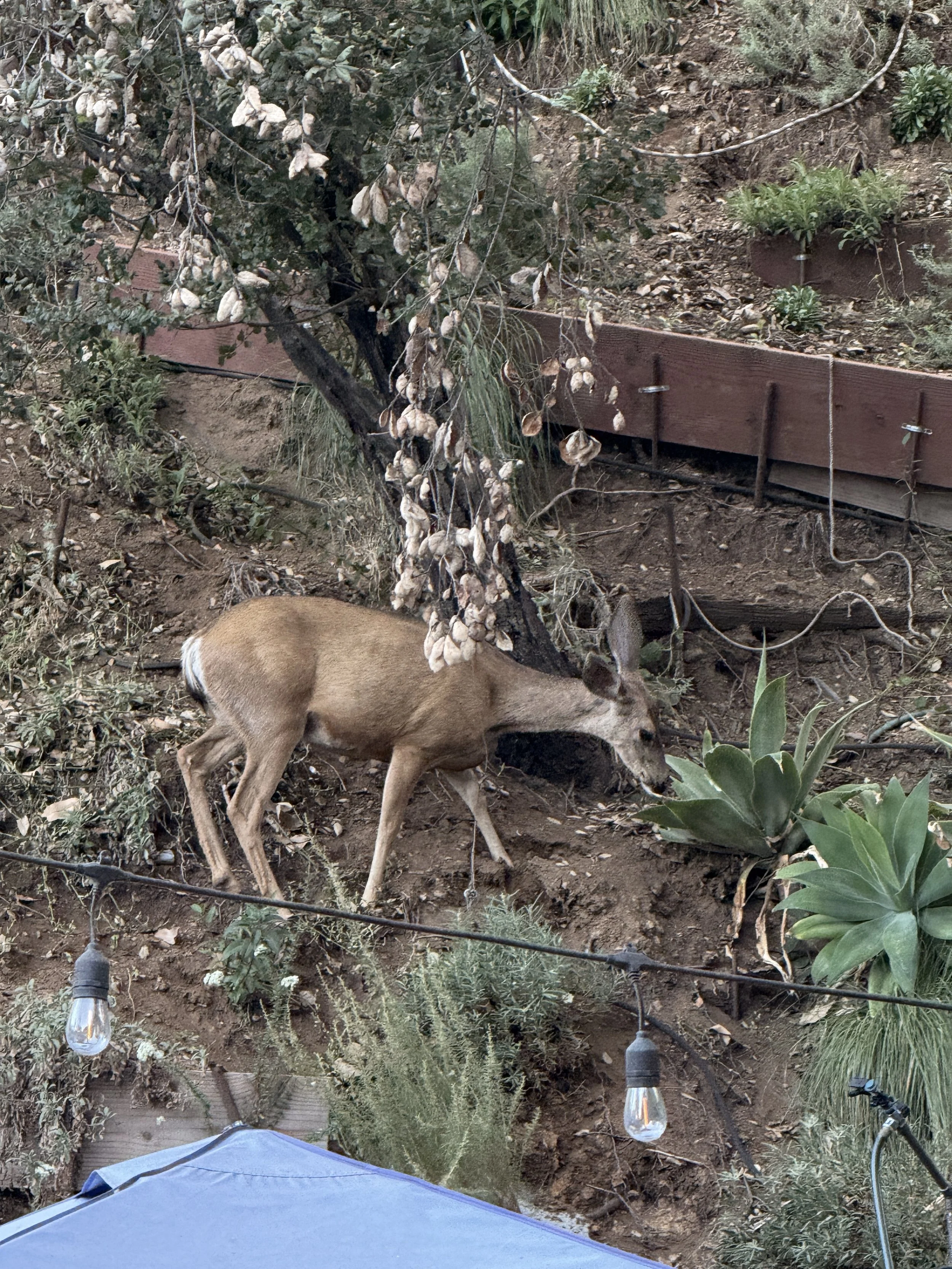 A deer standing among bushes and plants in a garden or outdoor area, with string lights hanging above.
