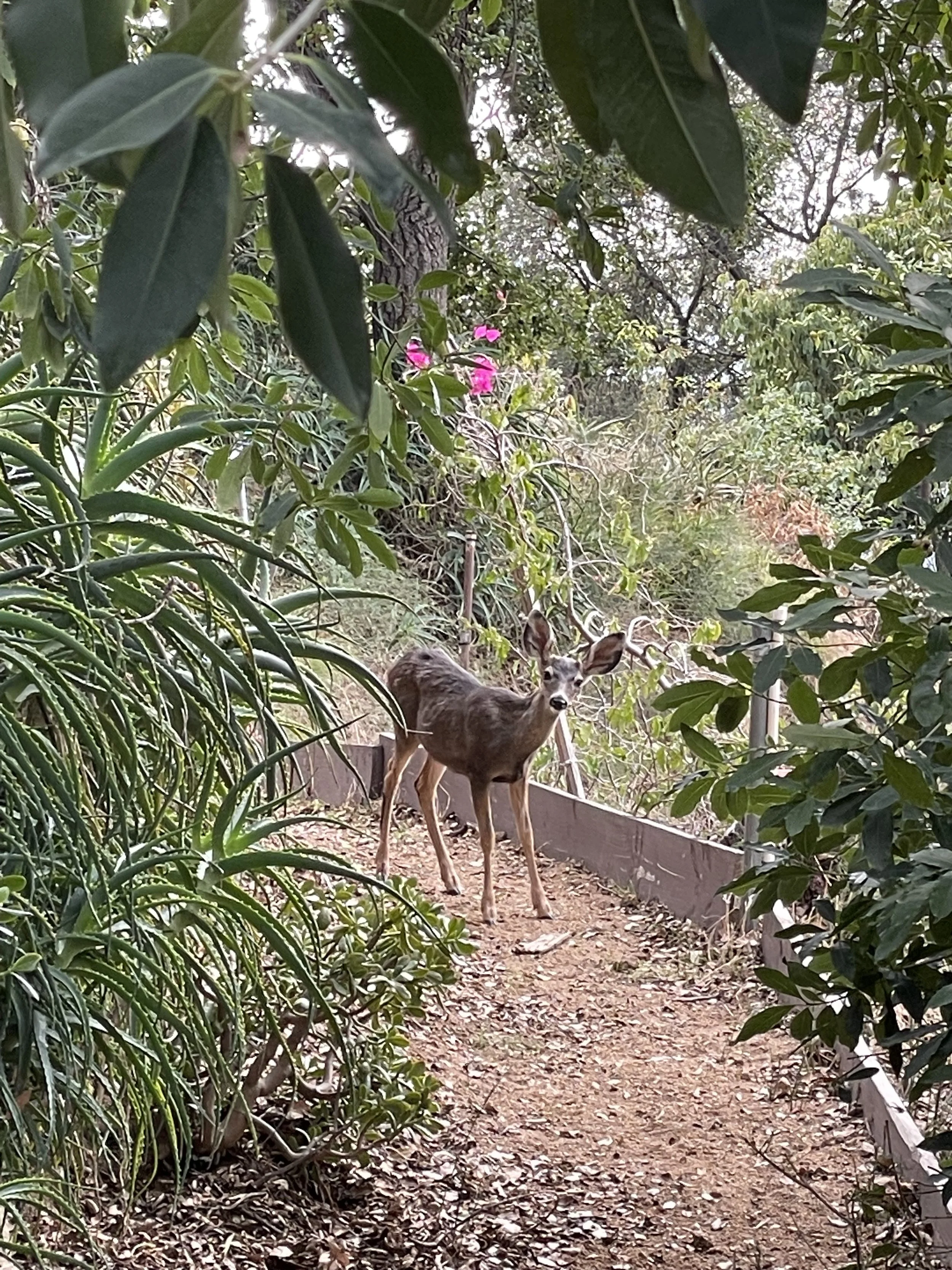 A deer standing on a dirt path surrounded by dense green foliage and plants in a natural setting.