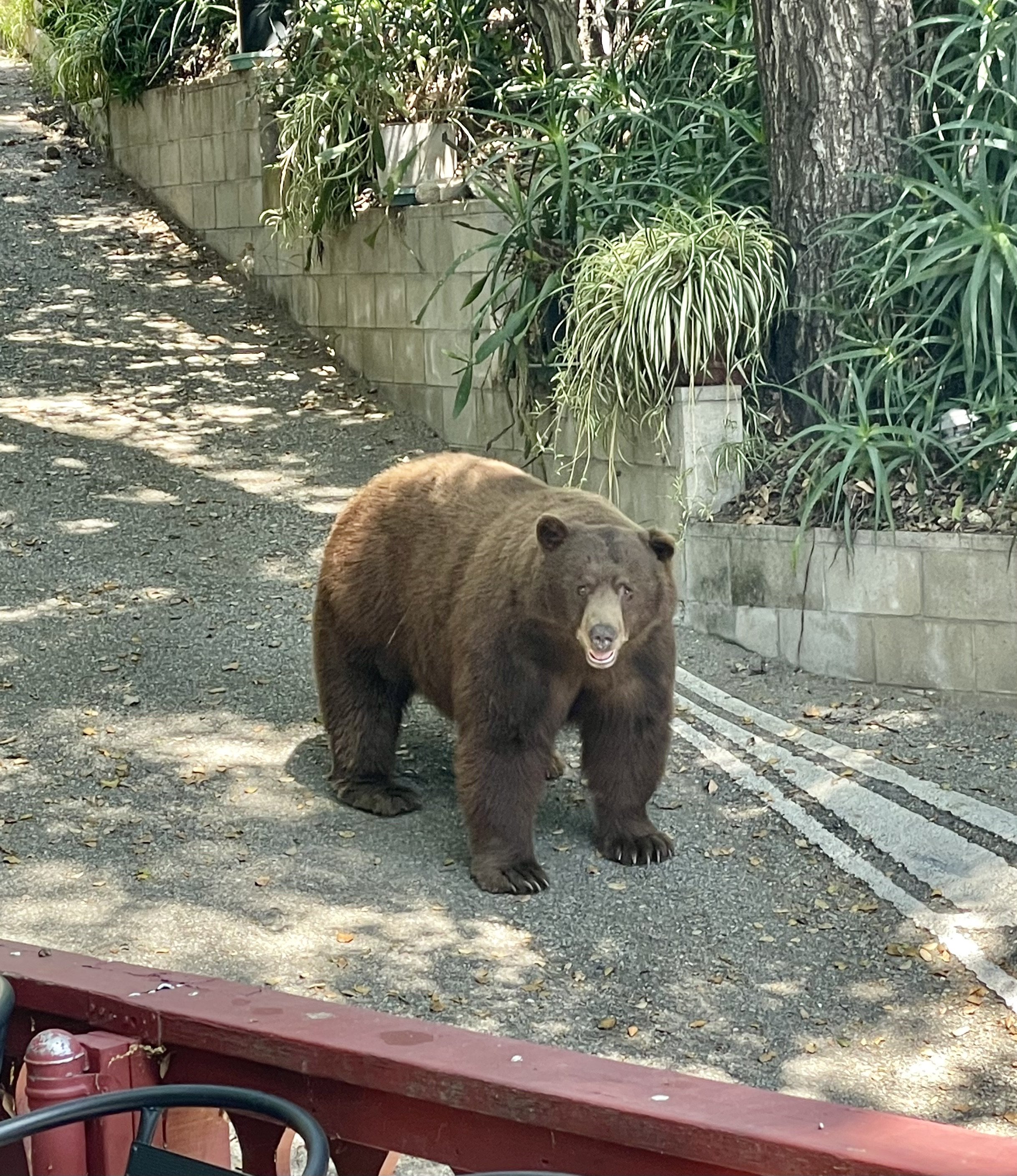A brown bear walking outdoors on a dirt path, with greenery and trees in the background, viewed from a restaurant patio that has a red wooden railing and some chairs.