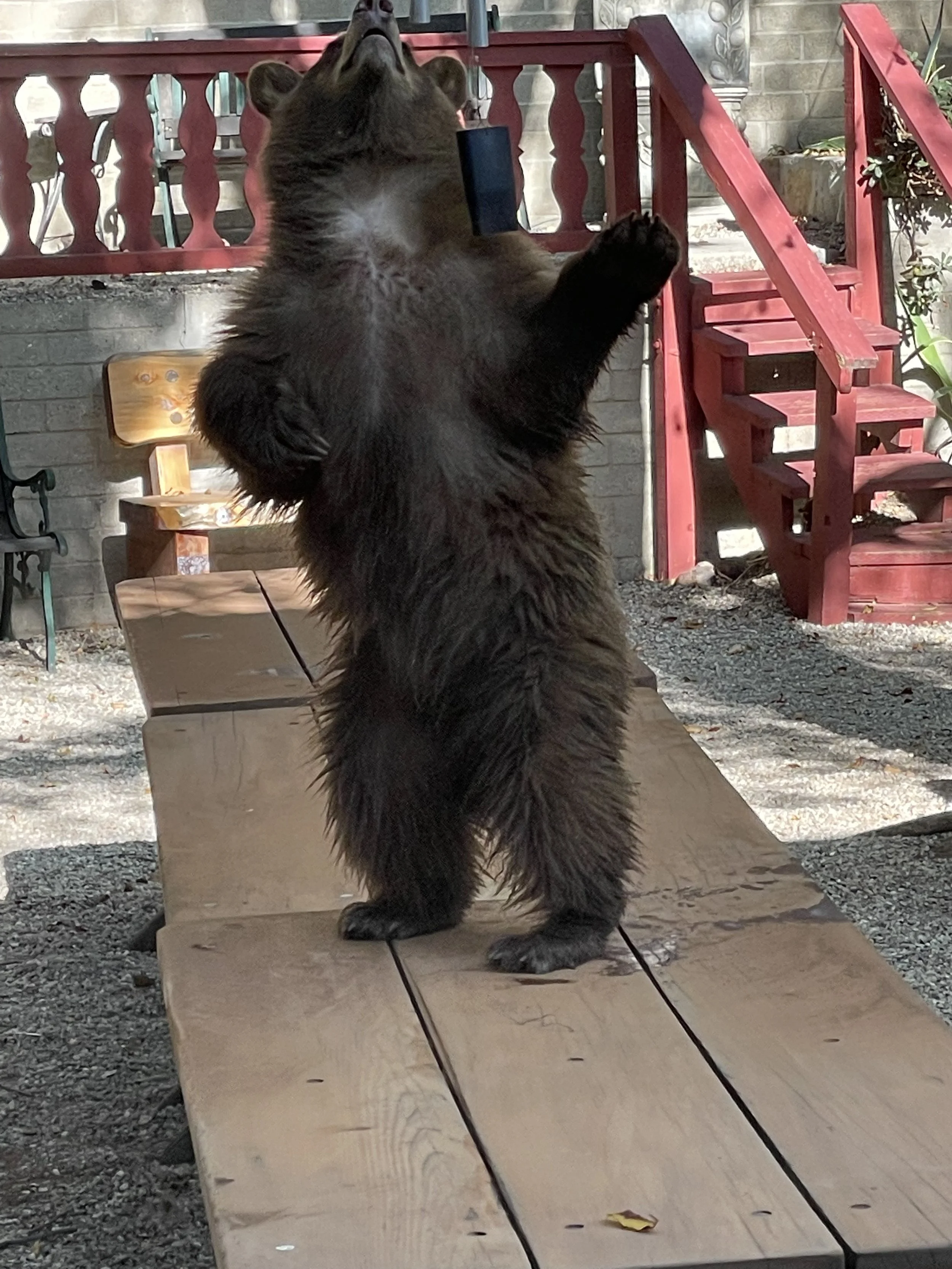 A large, furry, dark brown dog standing on its hind legs on a wooden ramp, looking up with paws resting on the edge of the ramp. The background shows a brick wall, a red staircase, a small wooden chair, and outdoor plants.