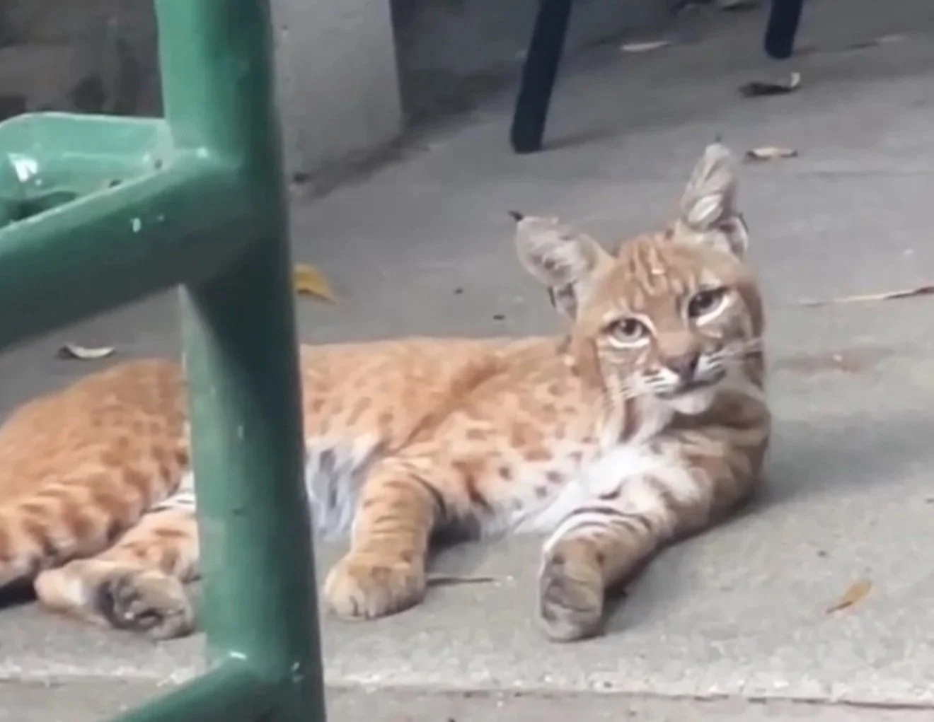 A bobcat lounging on the ground underneath a chair and a table.
