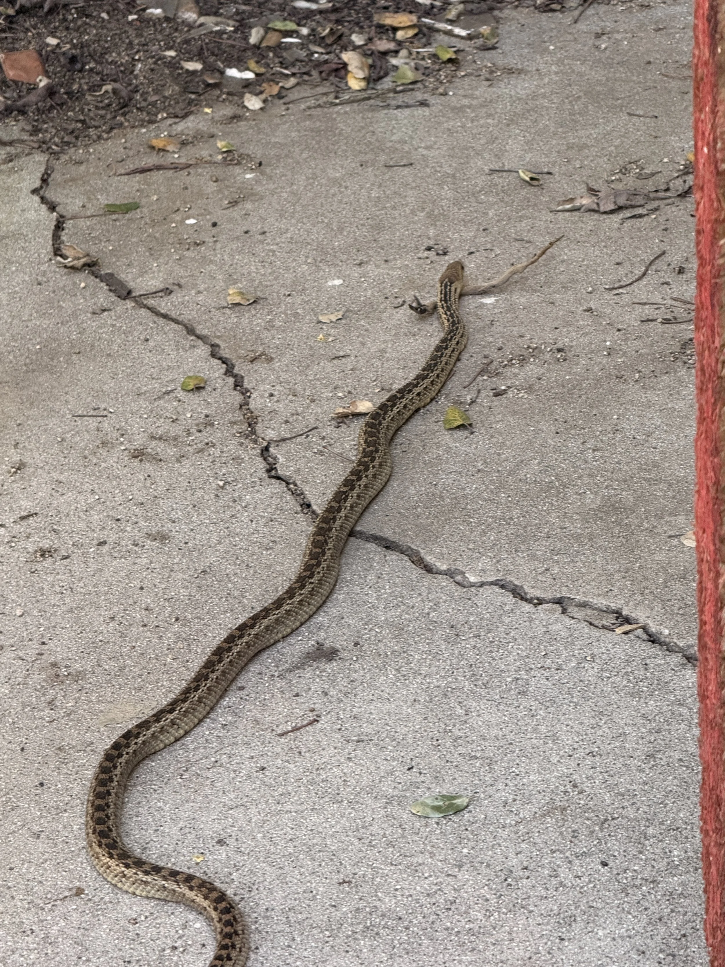 A snake with brown and black scales on a concrete sidewalk, with fallen leaves scattered around.